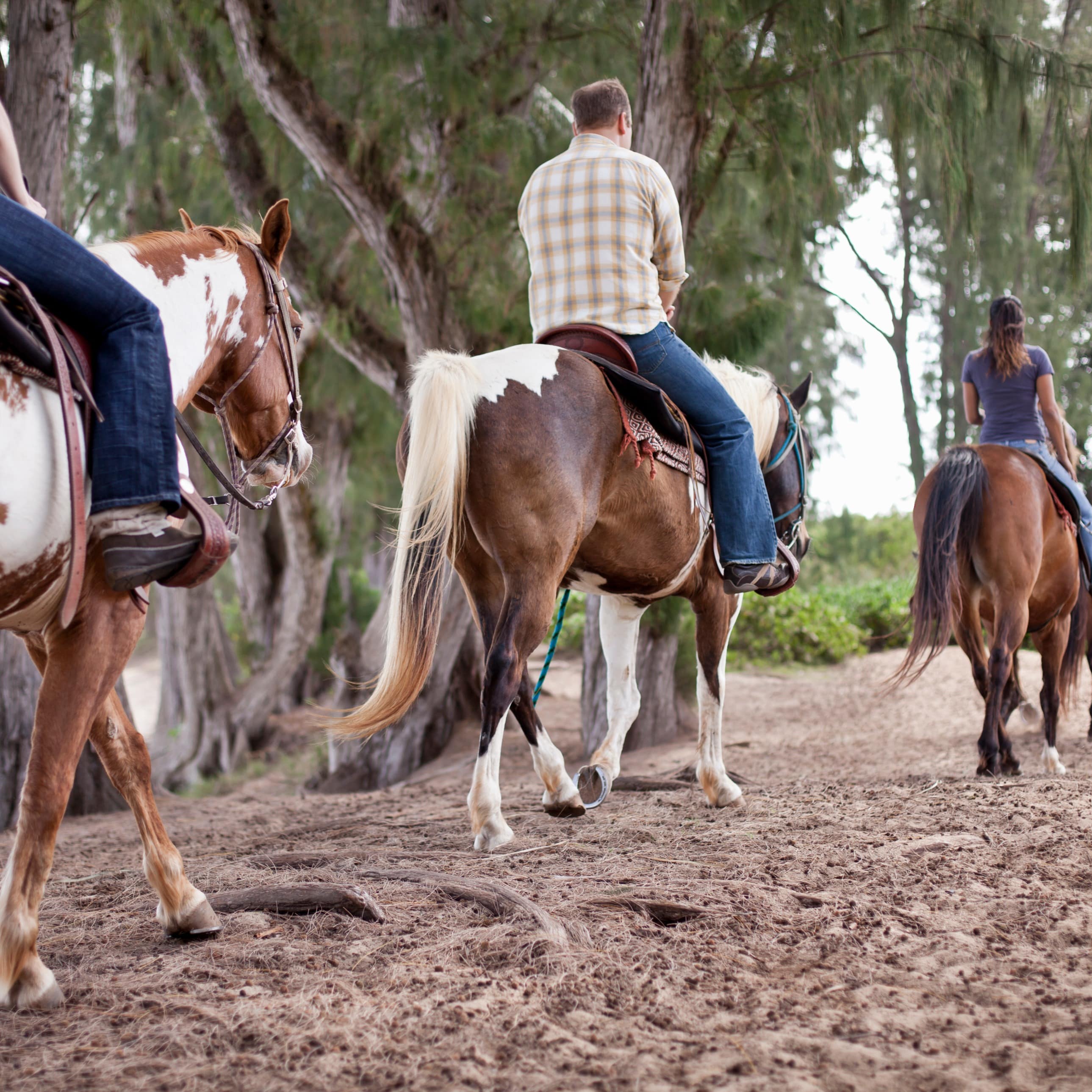 Group of people riding horses on a tree lined pathway
