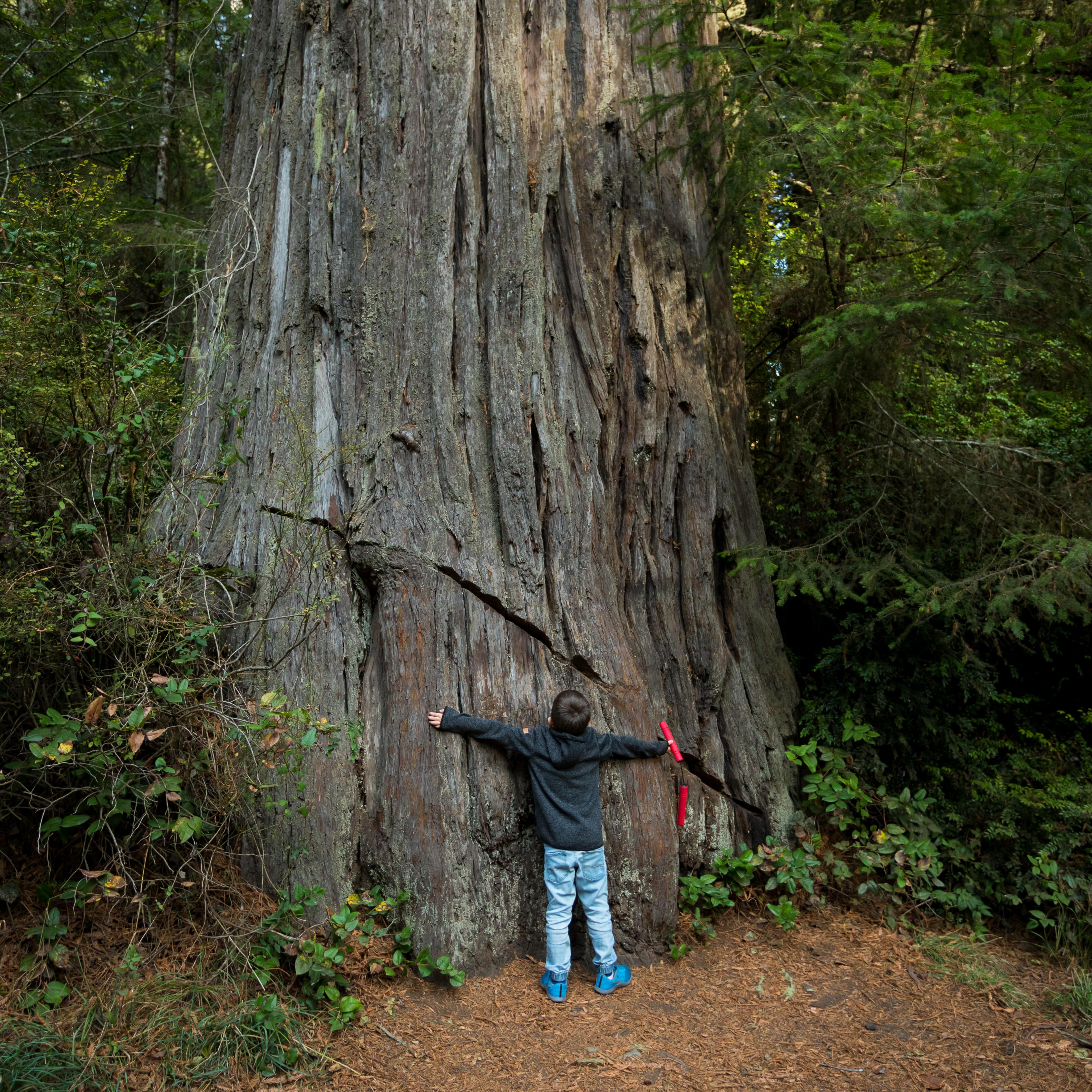 Little boy spreading arms out in front of redwood