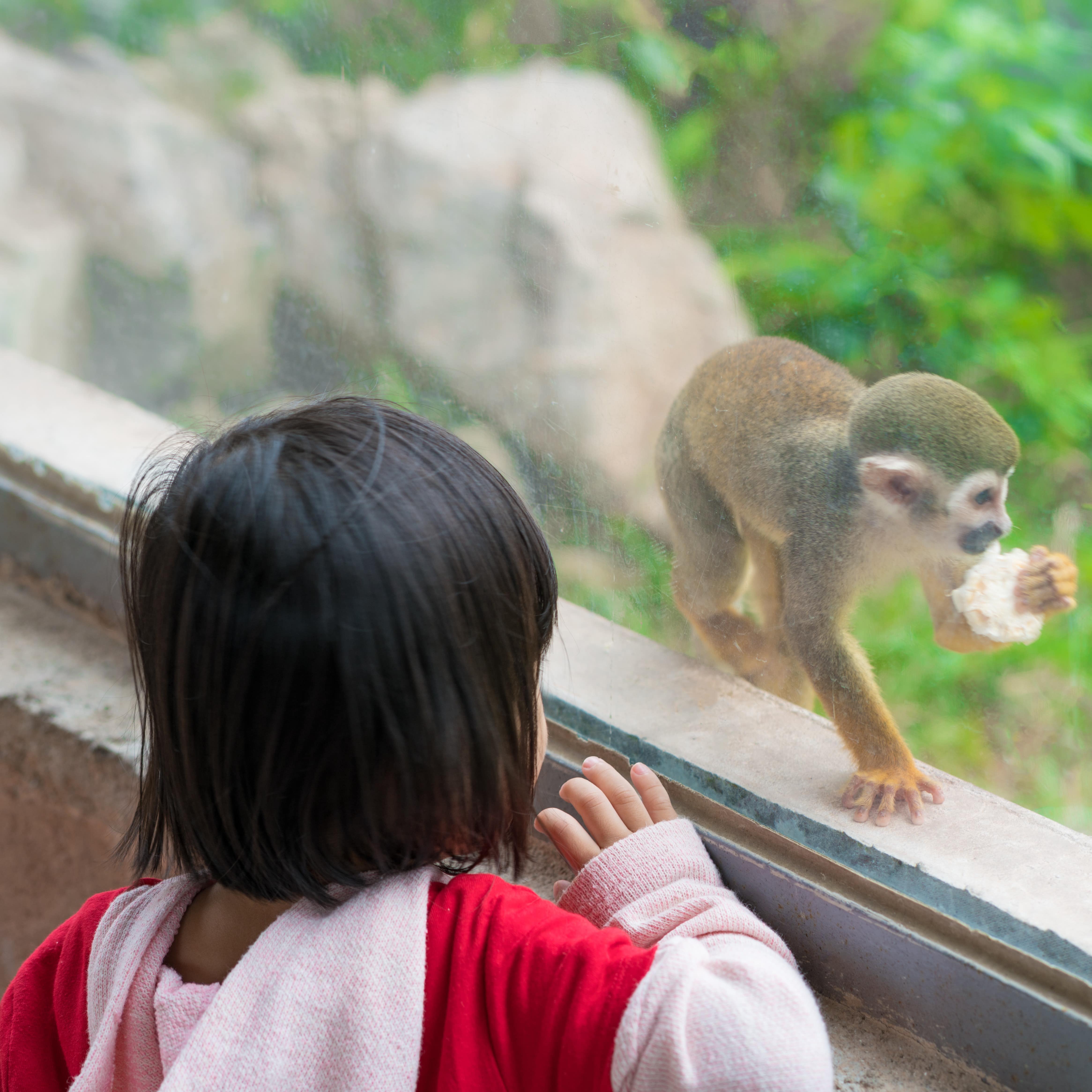 A little girl looks at a little monkey behind a glass