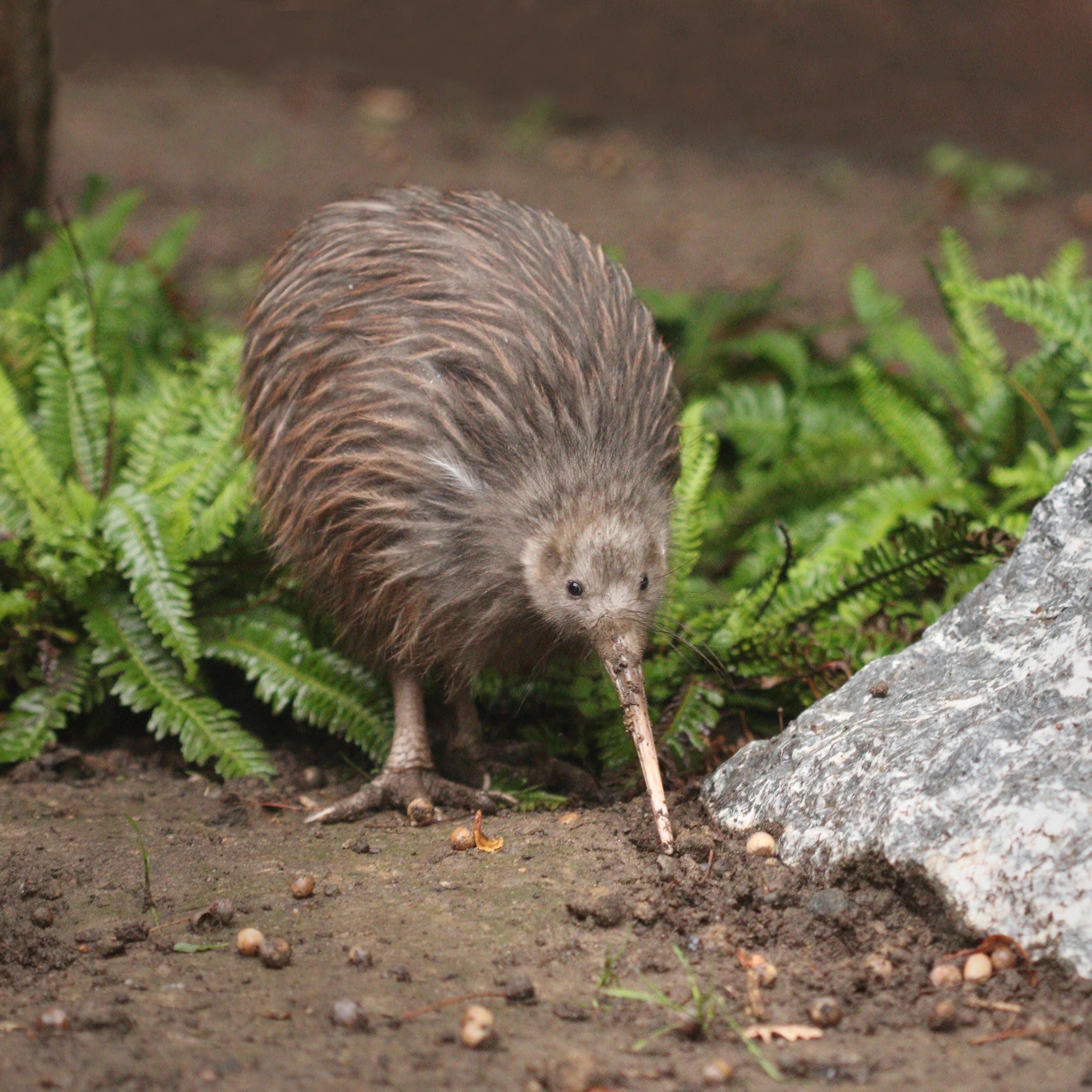 The North Island brown kiwi close up with fern and rocks surrounding