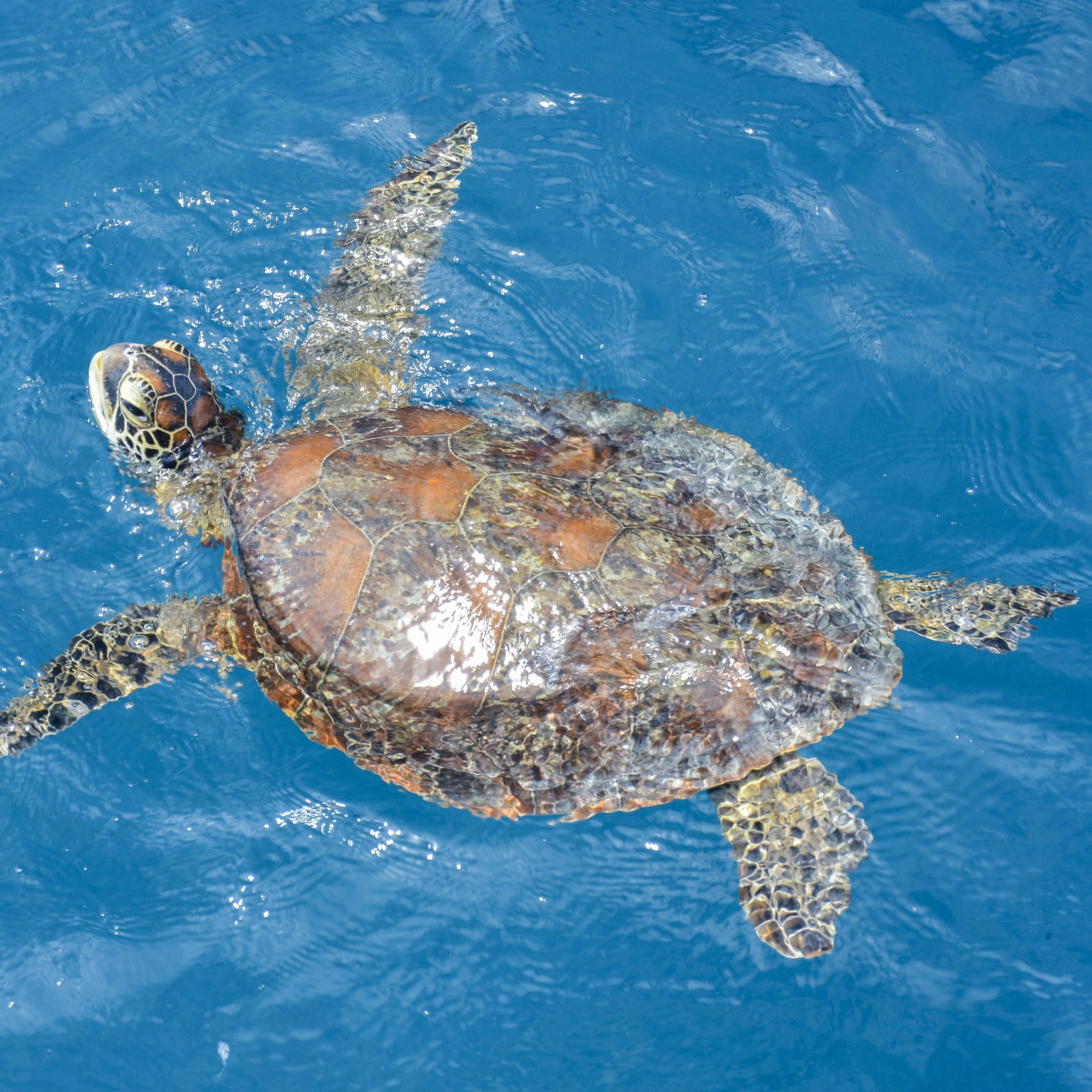 Green sea turtle in blue water in the Whitsundays, Australia