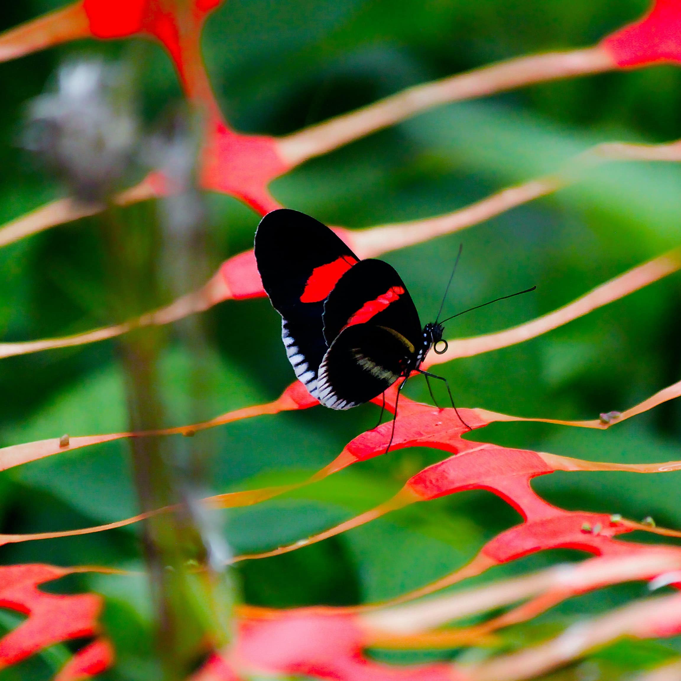 A red and black butterfly native to Rarotonga