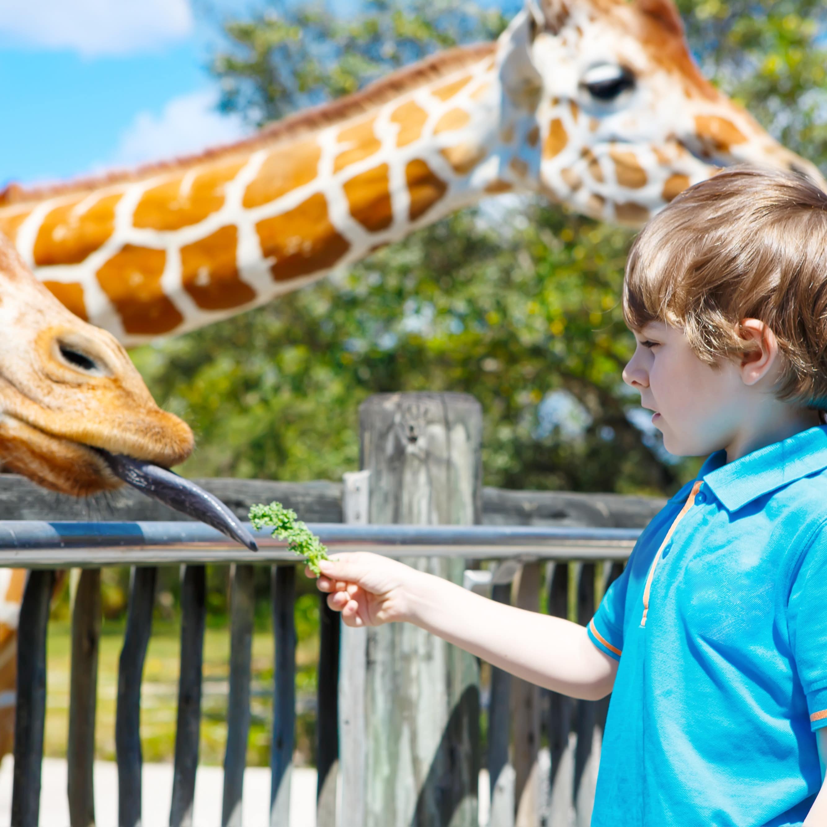 Boy feeding giraffe at zoo