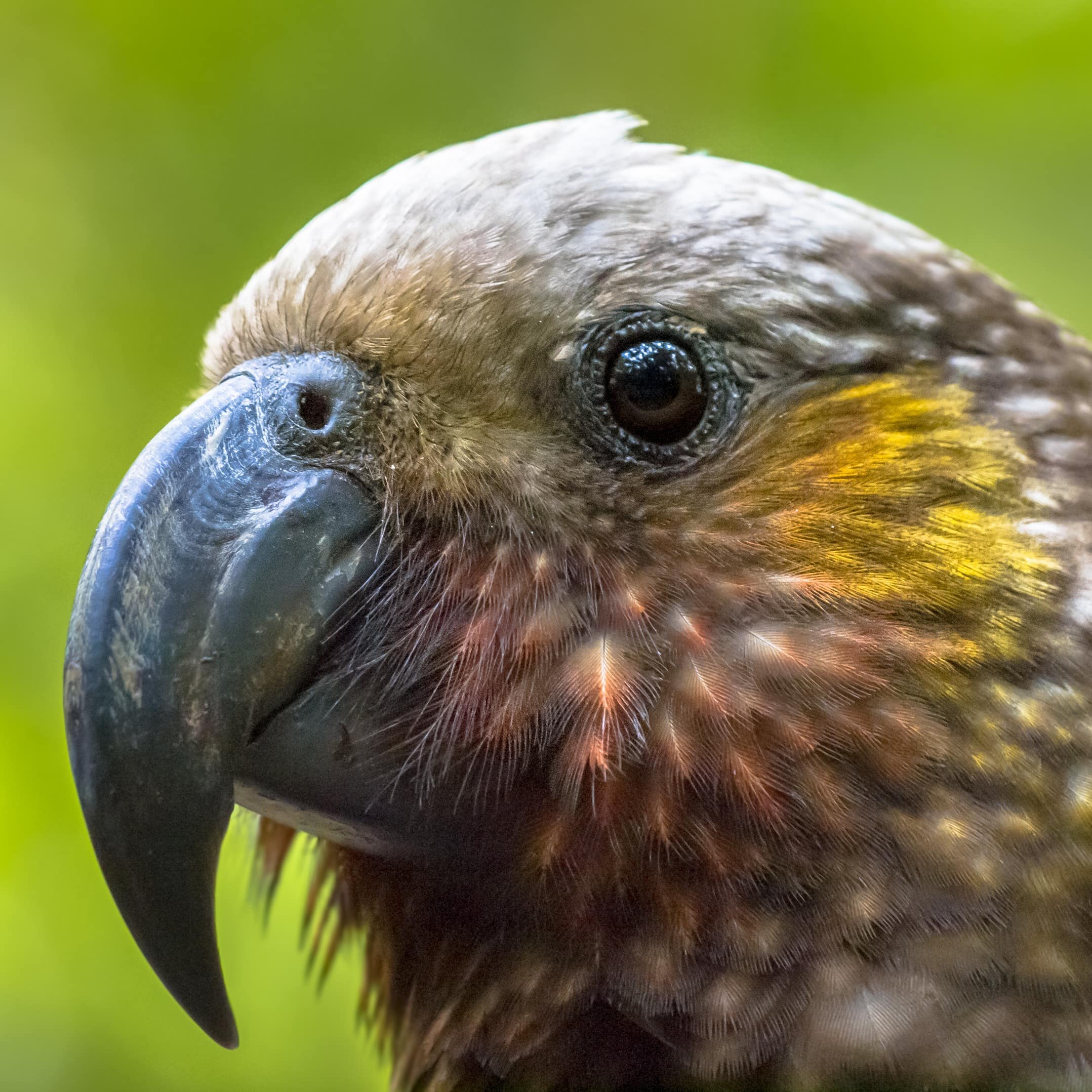 Close up of a Kaka parrot