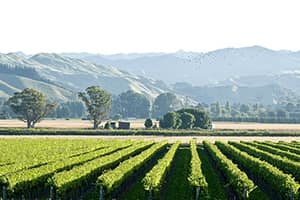 Gisborne Wine