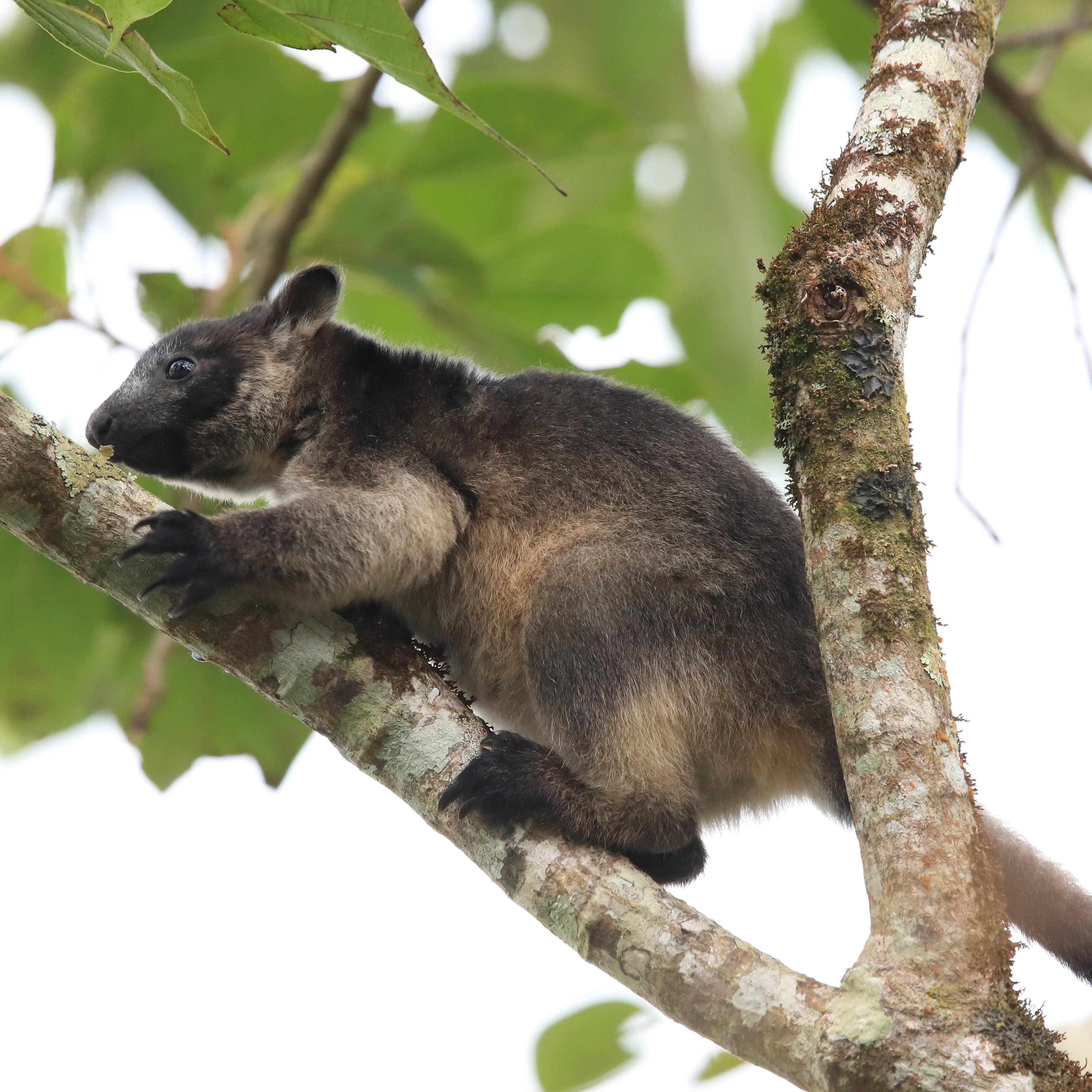 A Lumholtz's tree-kangaroo (Dendrolagus lumholtzi) cub in a tree Queensland, Australia