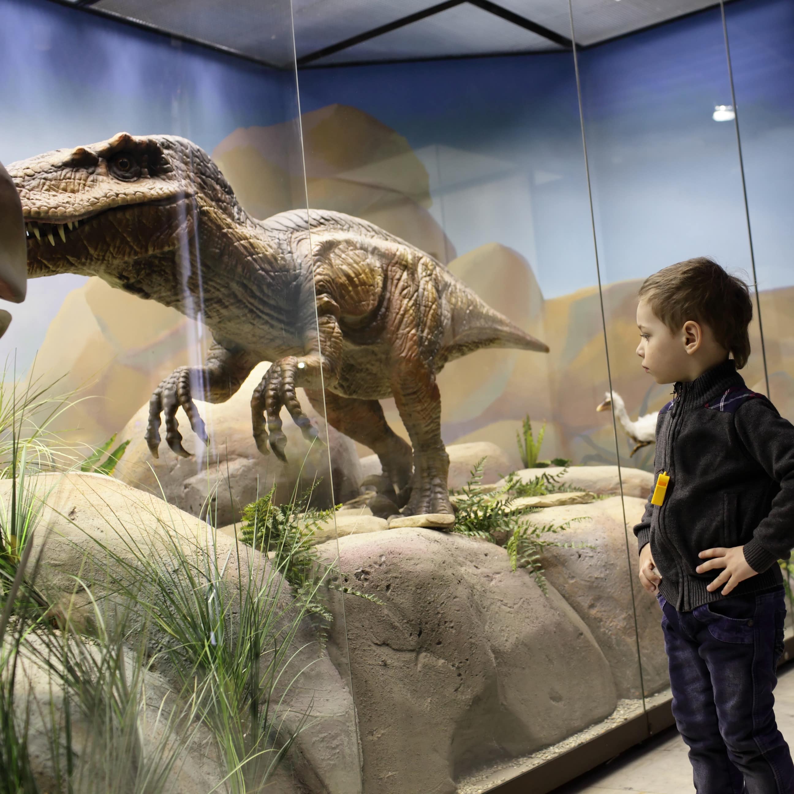 Boy looking at dinosaur model at a museum