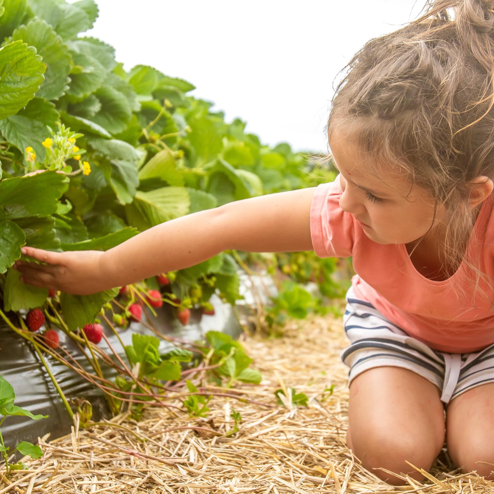 Little girl picking strawberries
