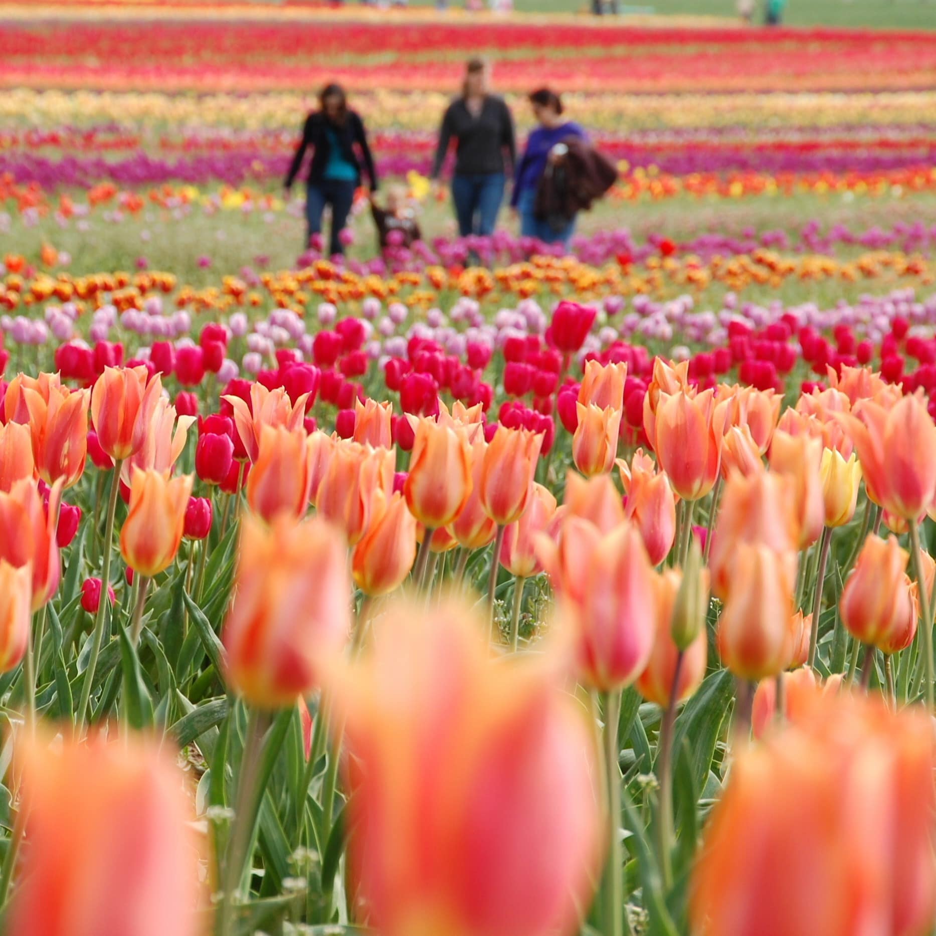 A family walking in tulip field of oranges, reds and pinks