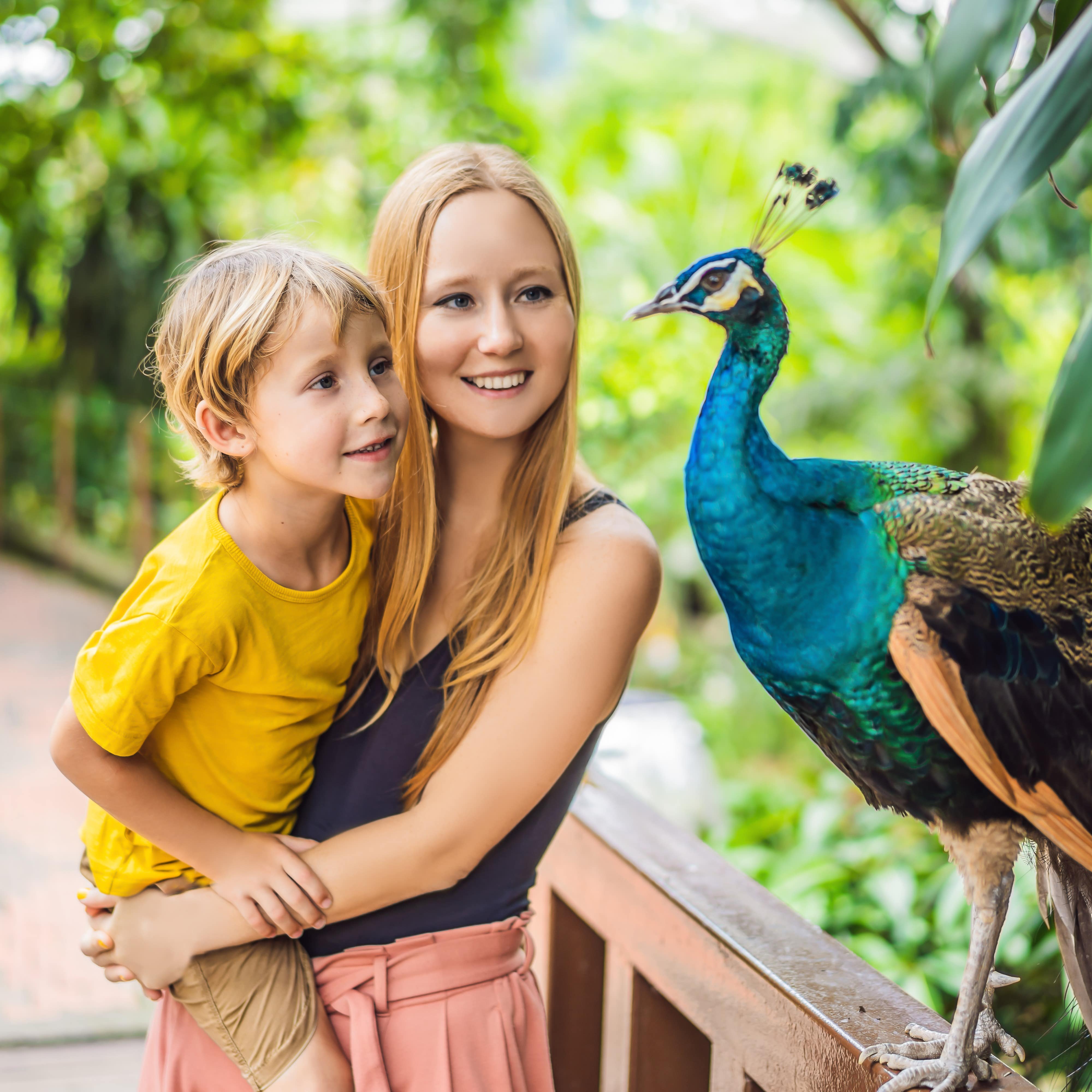 A mom and son watching peacock perched on railing