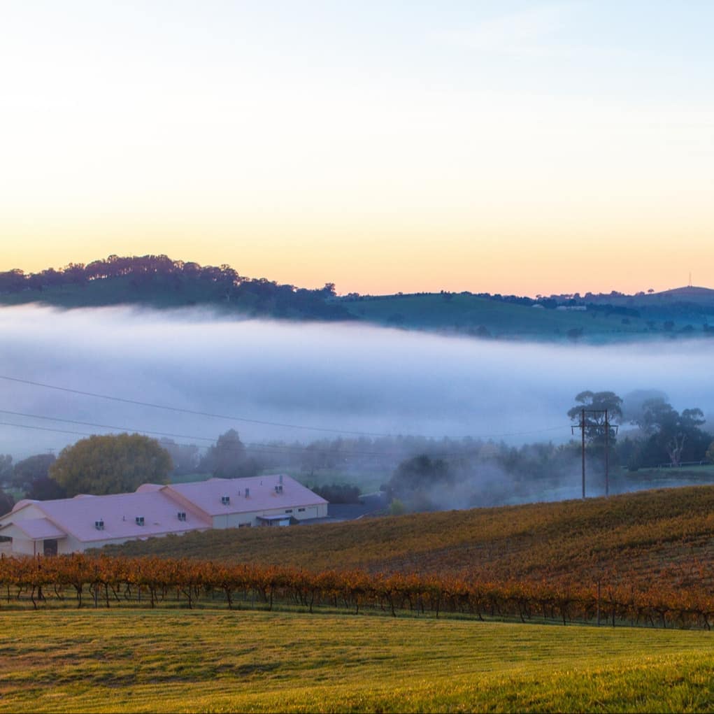 Farm and vineyard in the countryside with fields, golden vines and a white farmhouse with mist on the mountains beyond