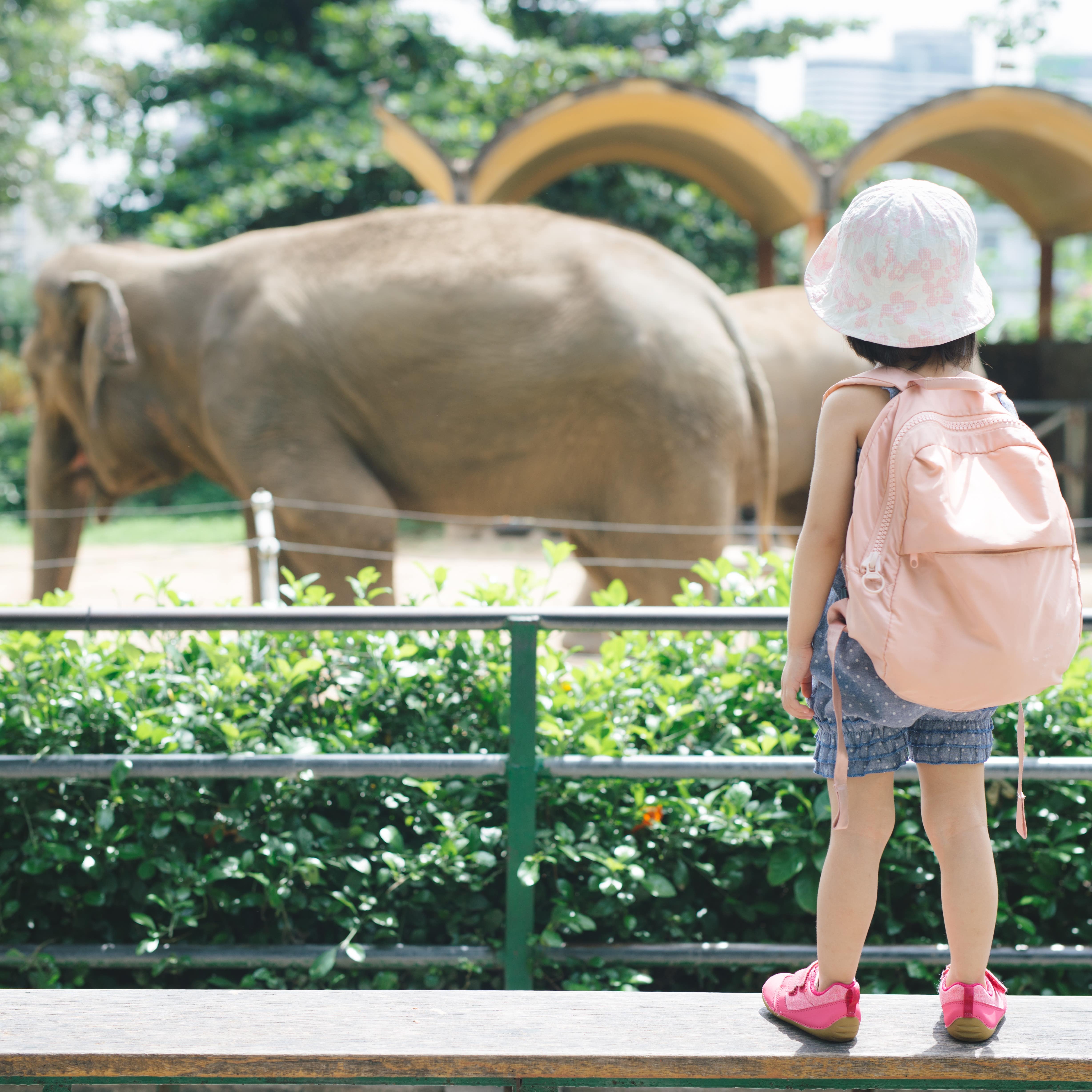 Little girl looking at an elephant at a zoo