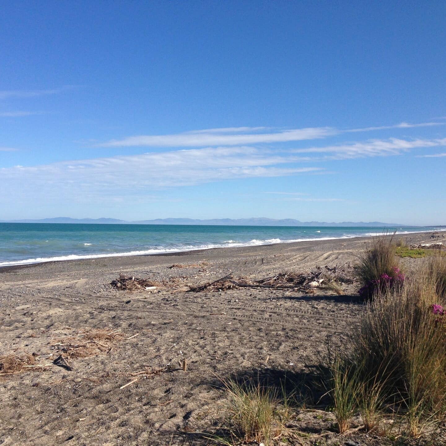 Up close view of Amberley Beach with purple flowers and shrubs along the sandy shore