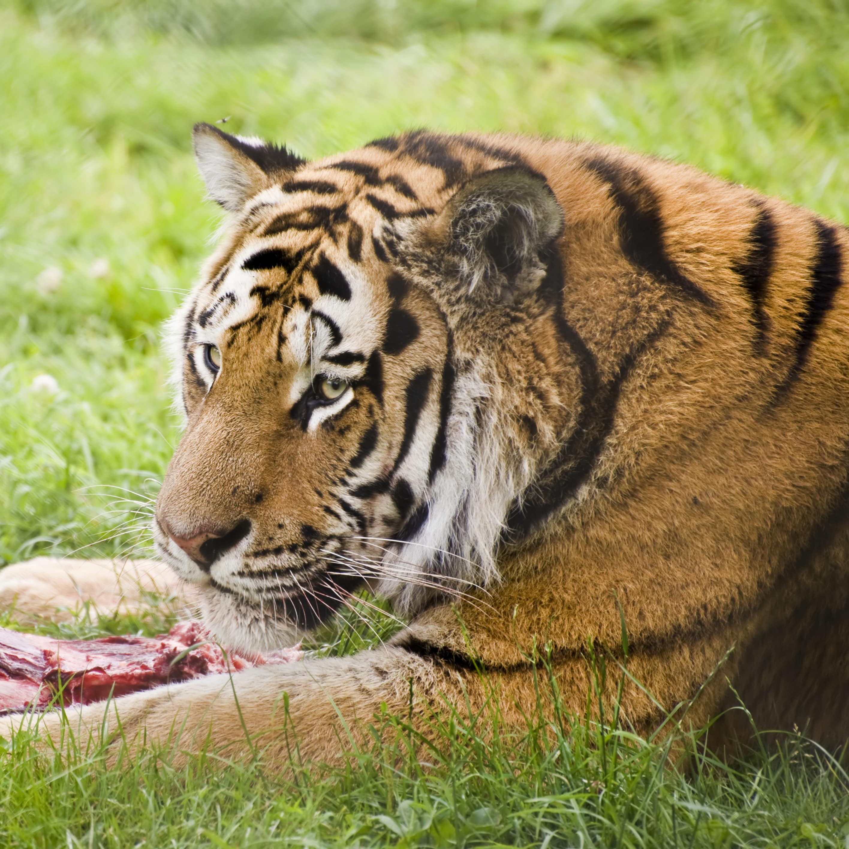 Amur Siberian tiger eating in a natural habitat