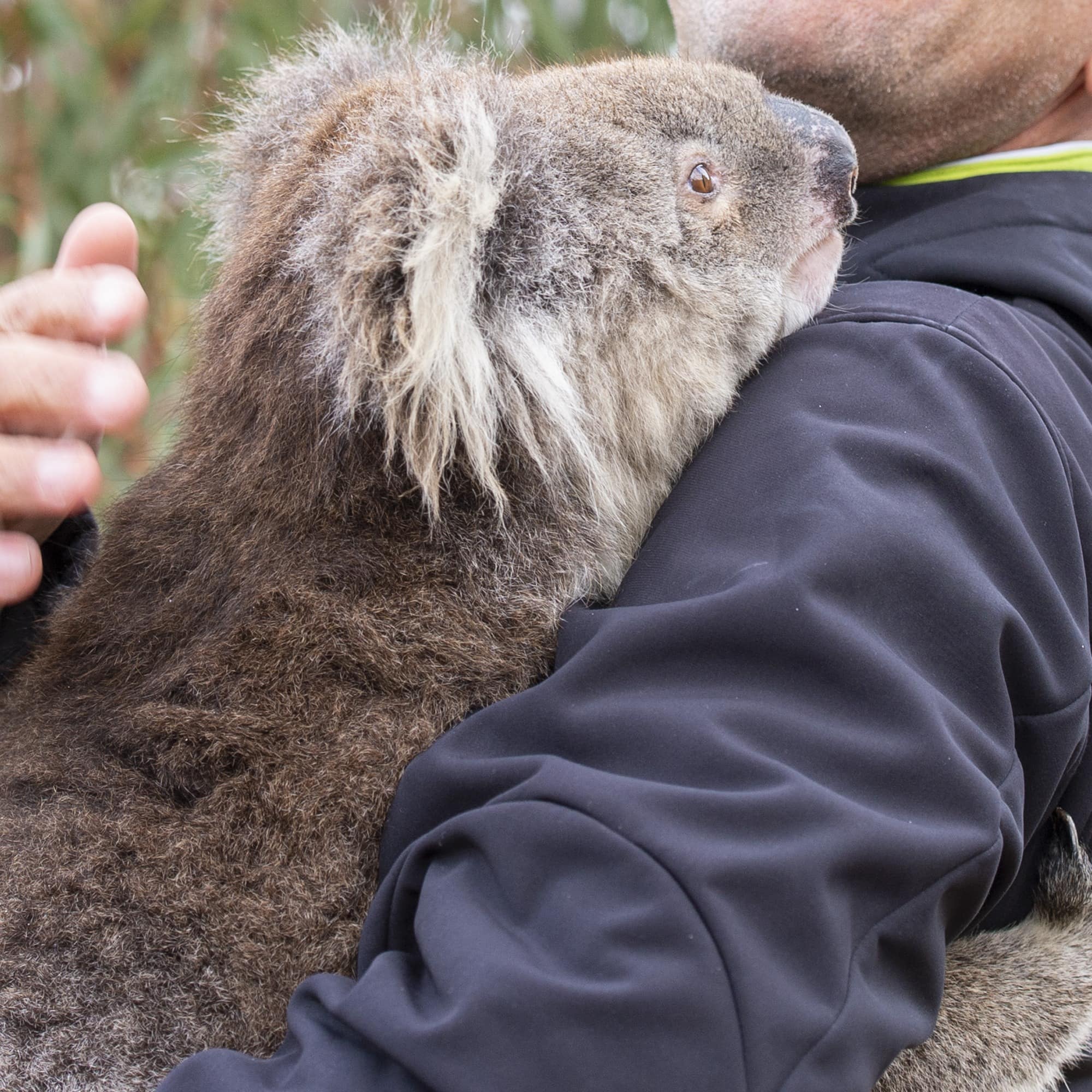 Man holding koala