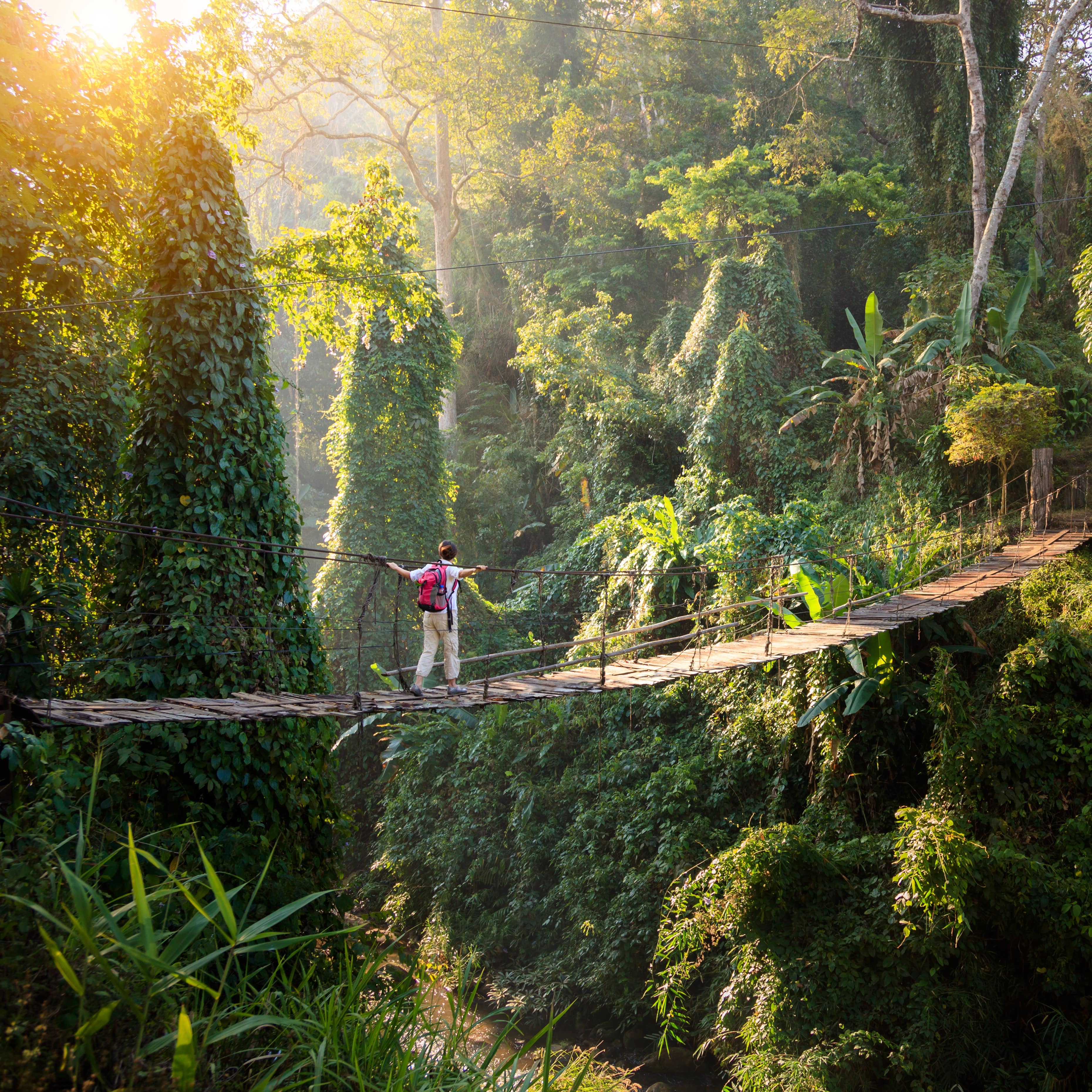 A lone hiker crossing a bridge through the lush green rainforest.