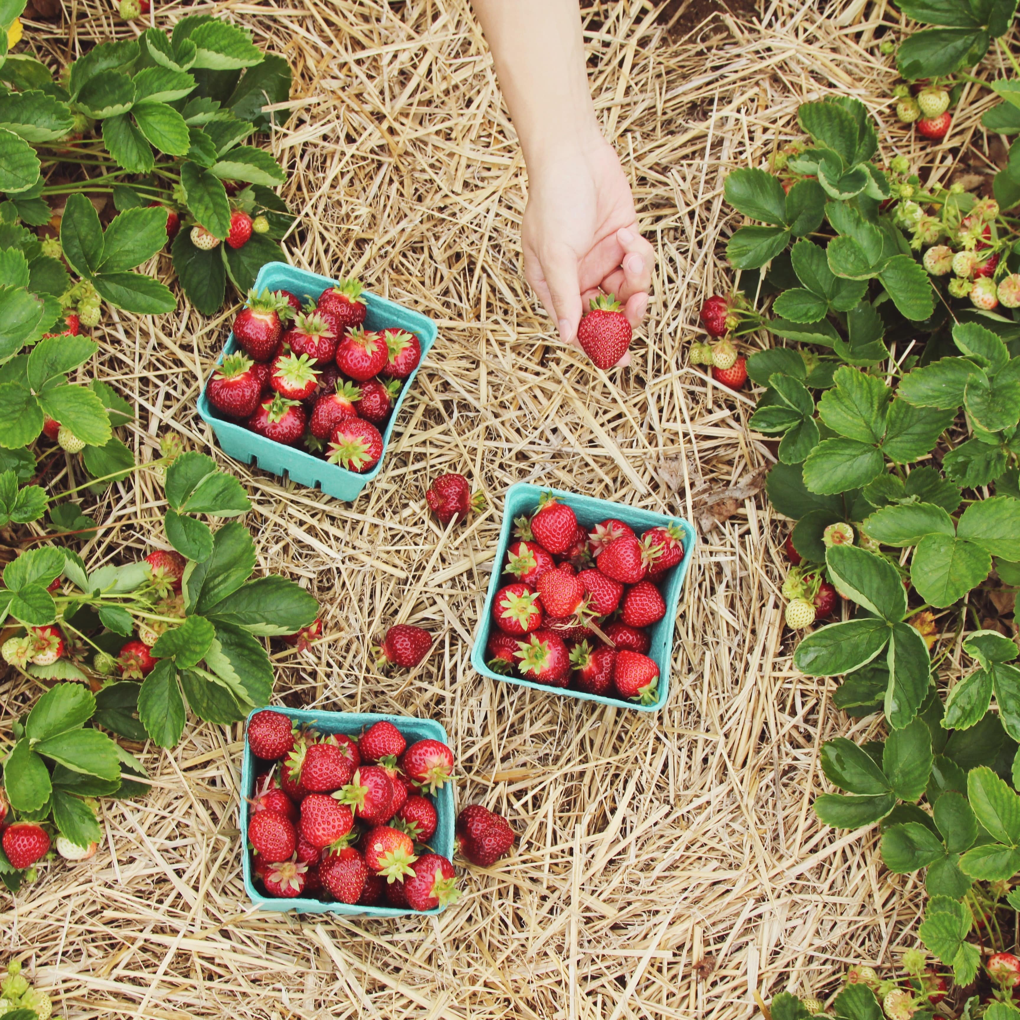 Person holding a strawberry over three baskets of picked strawberries laying in straw in a strawberry field