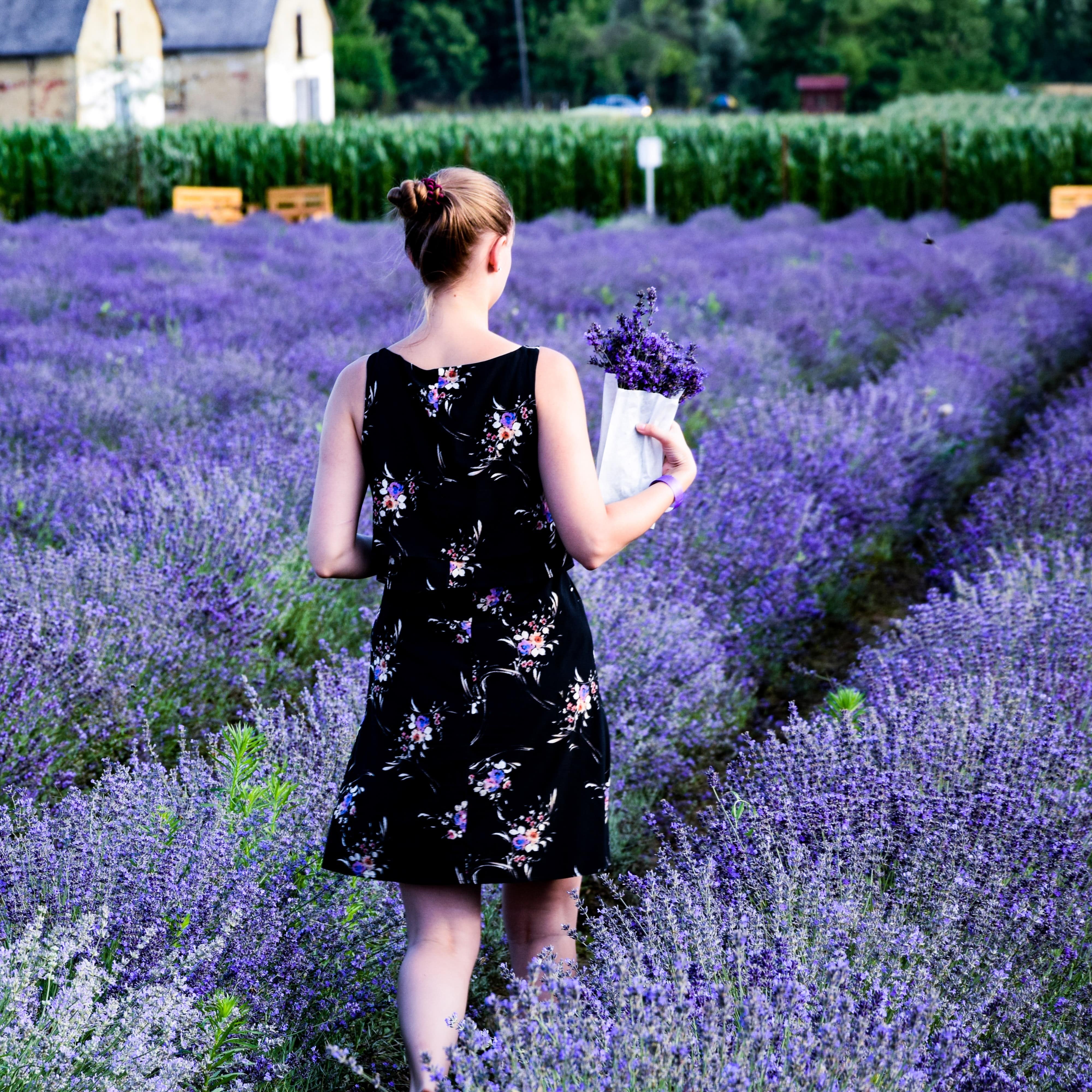 Woman walking through a lavender garden