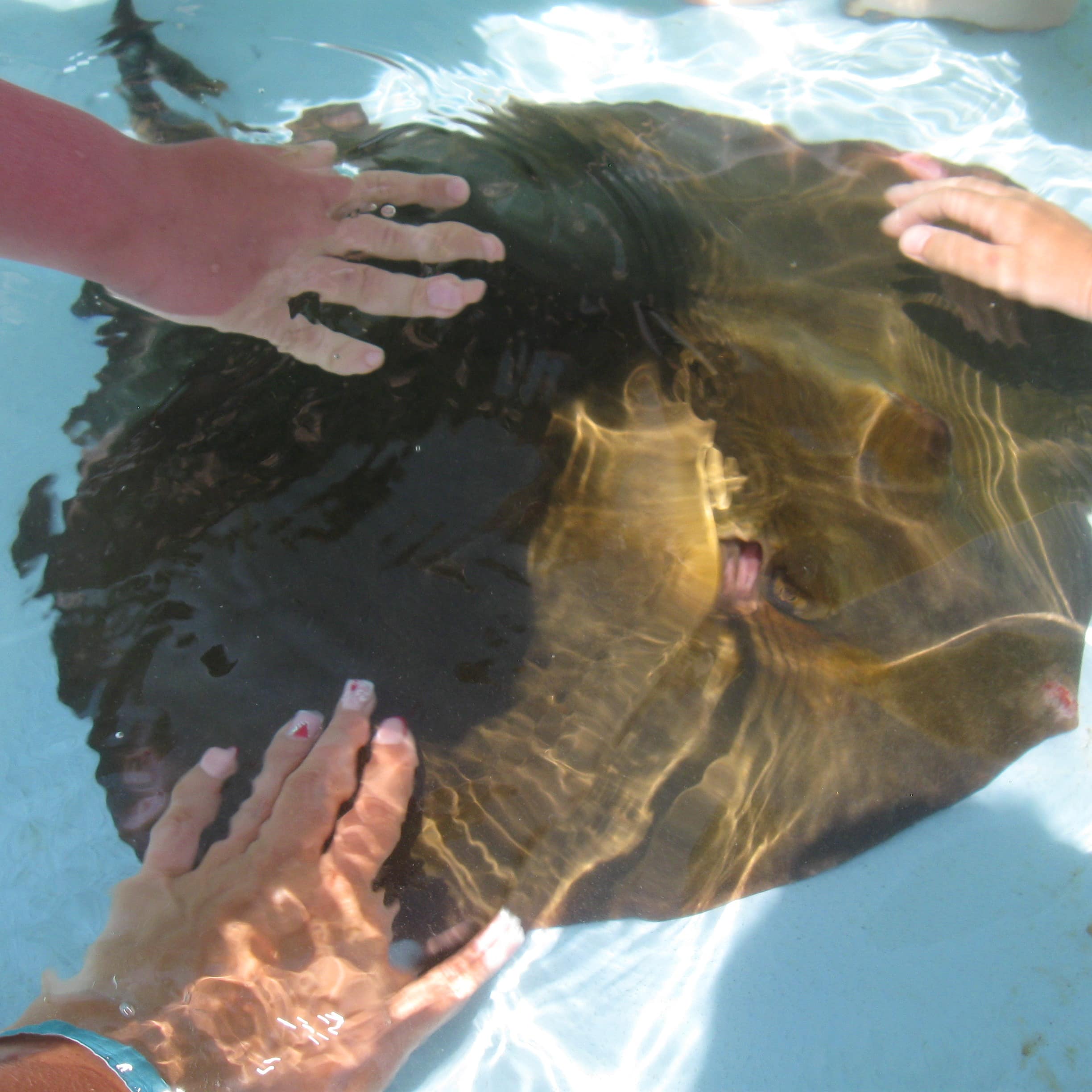 Three hands touching stingray in pool