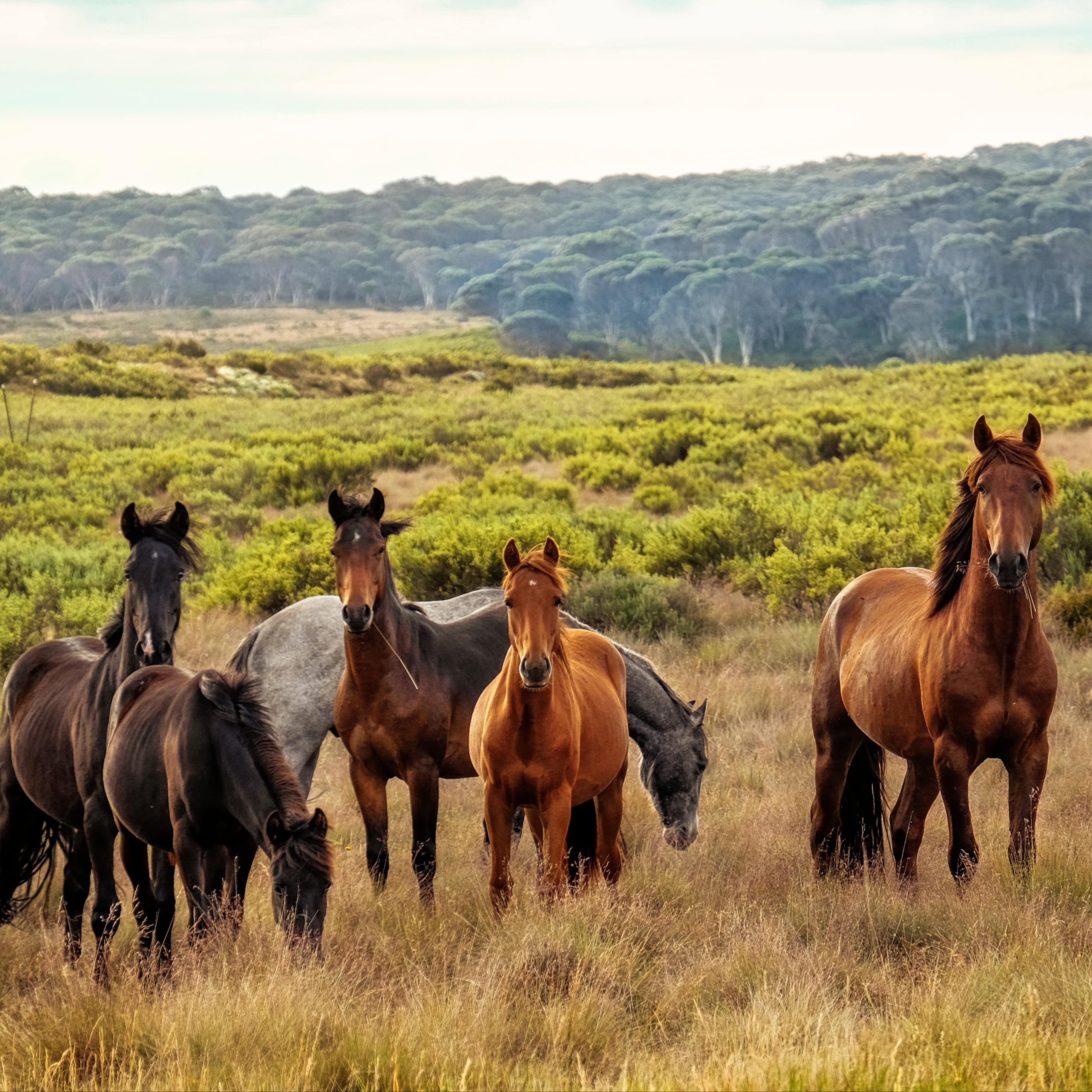 Equestrian farm in the Snowy Mountains with six magnificent horses grazing freely with a forest in the background