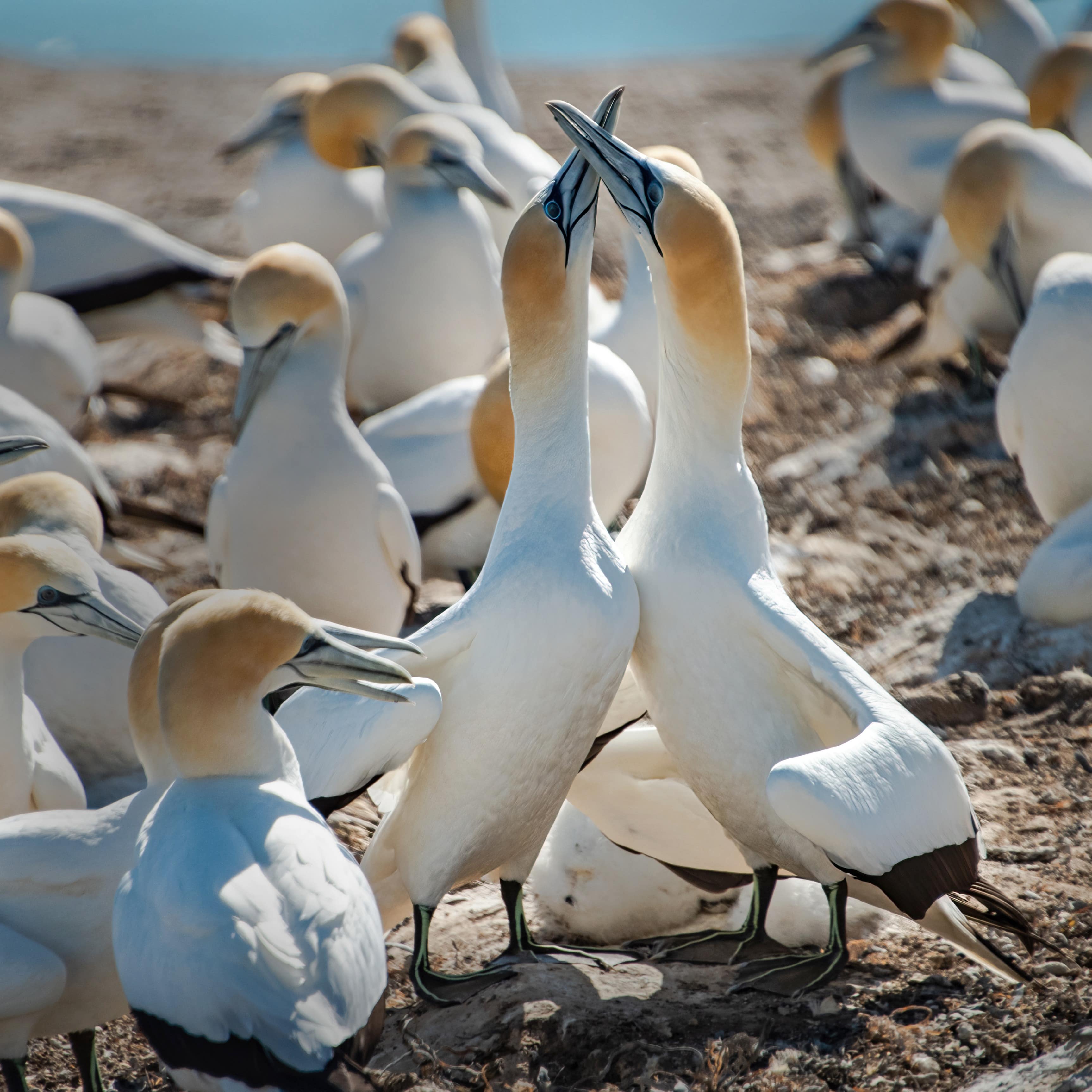 Flock of gannets