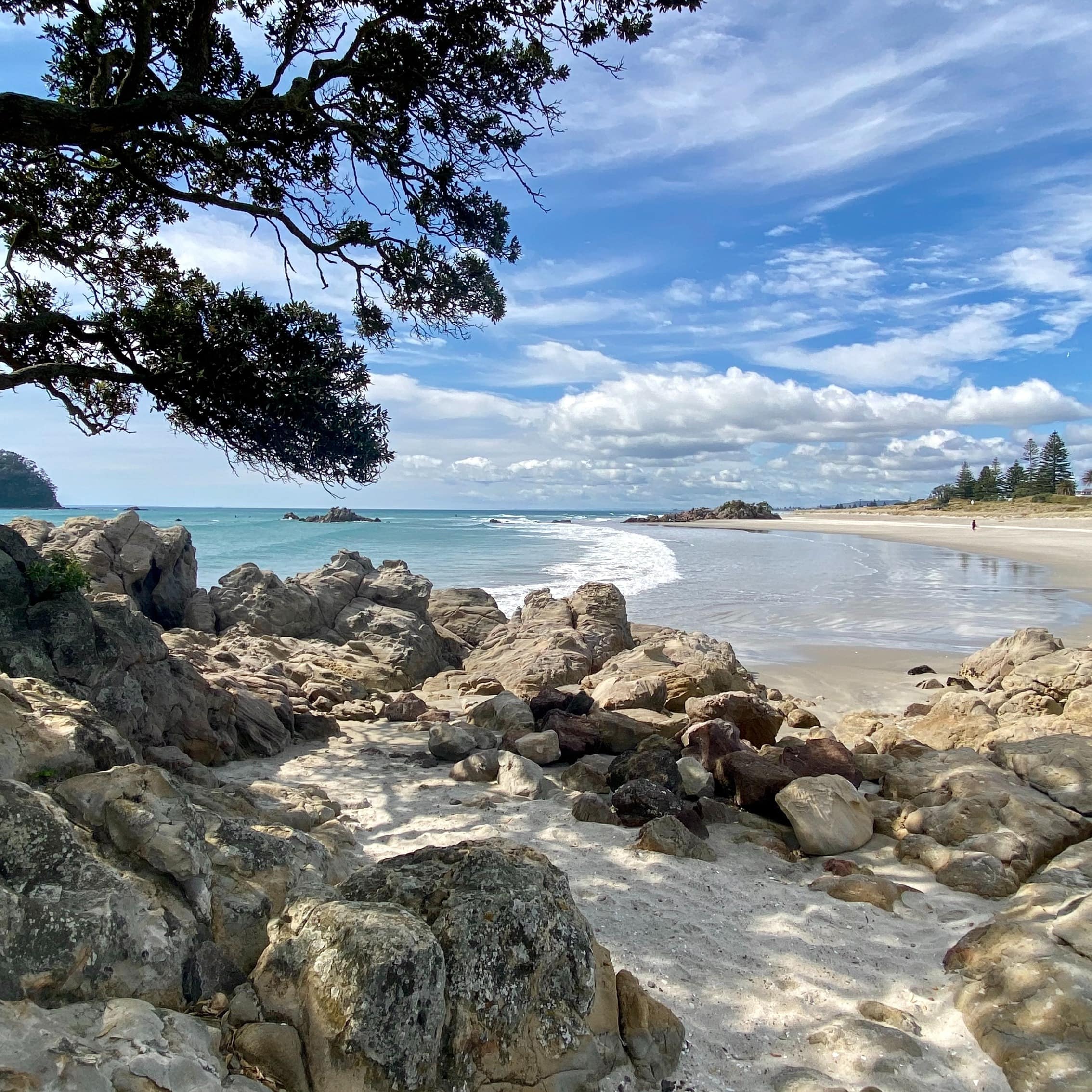 A tree and rocks in the foreground with Mount Maunganui Beach in the background under a blue sky