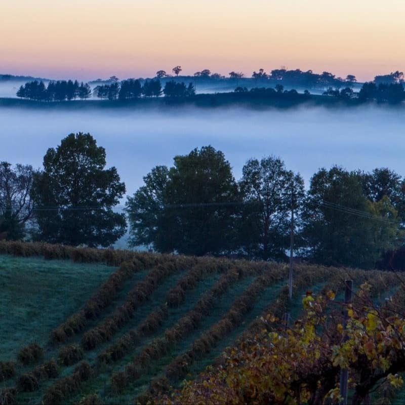 Vineyards in New South Wales with a backdrop of trees on misty, rolling hills