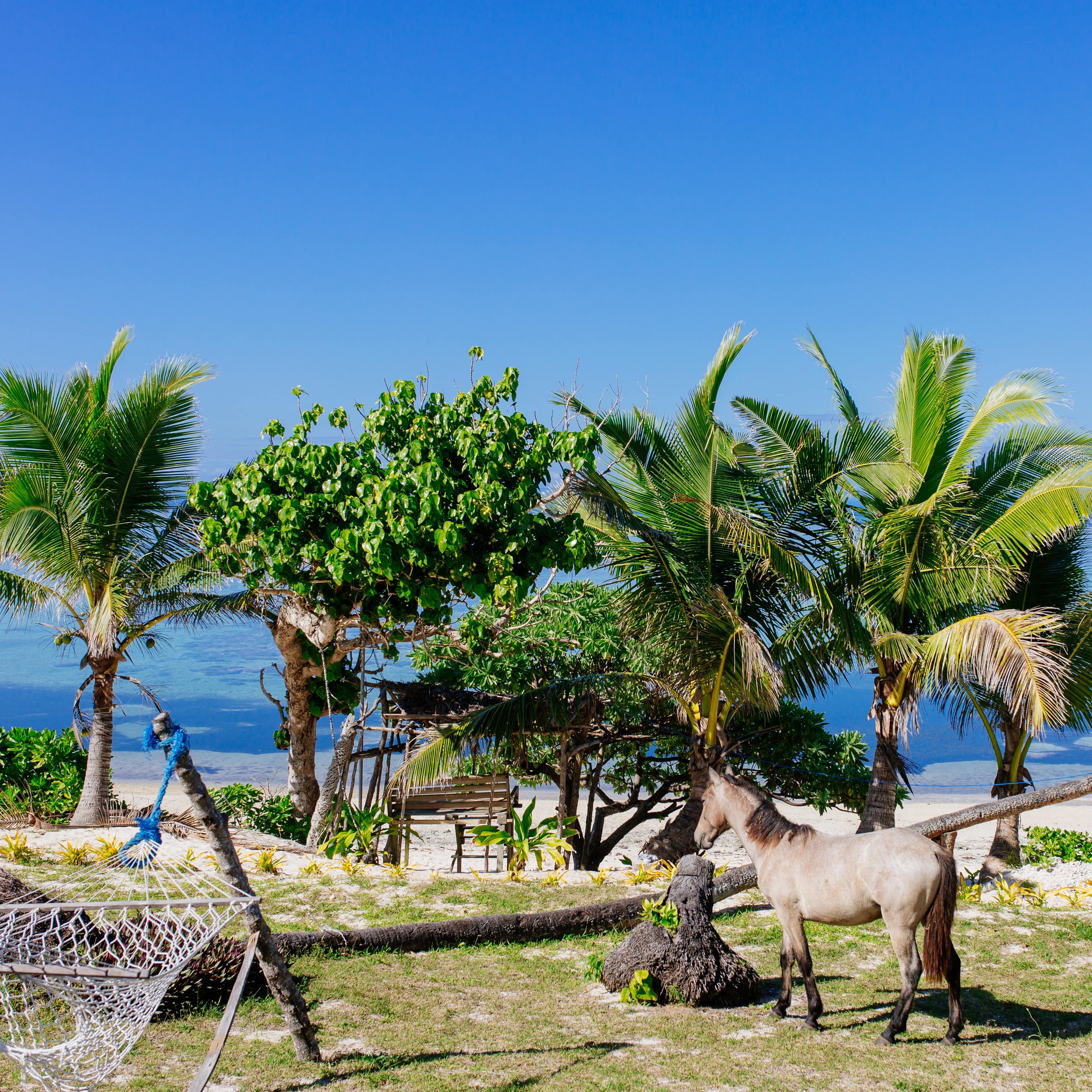 Bright summer's day on the Coral Coast of Fiji with horse and hammock in foreground and tropical trees and water in background