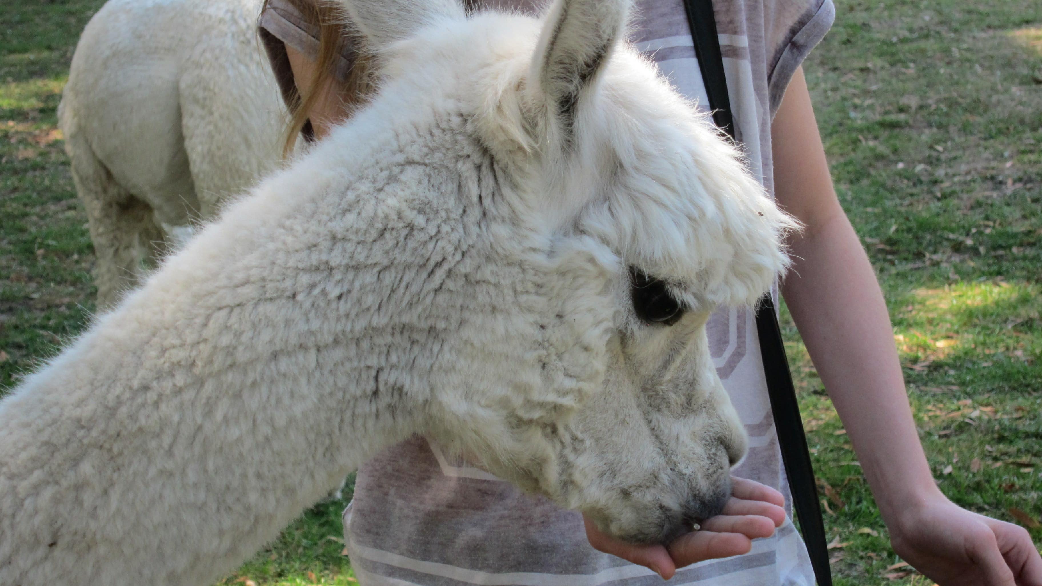 Discover the best things to do in Napier for families