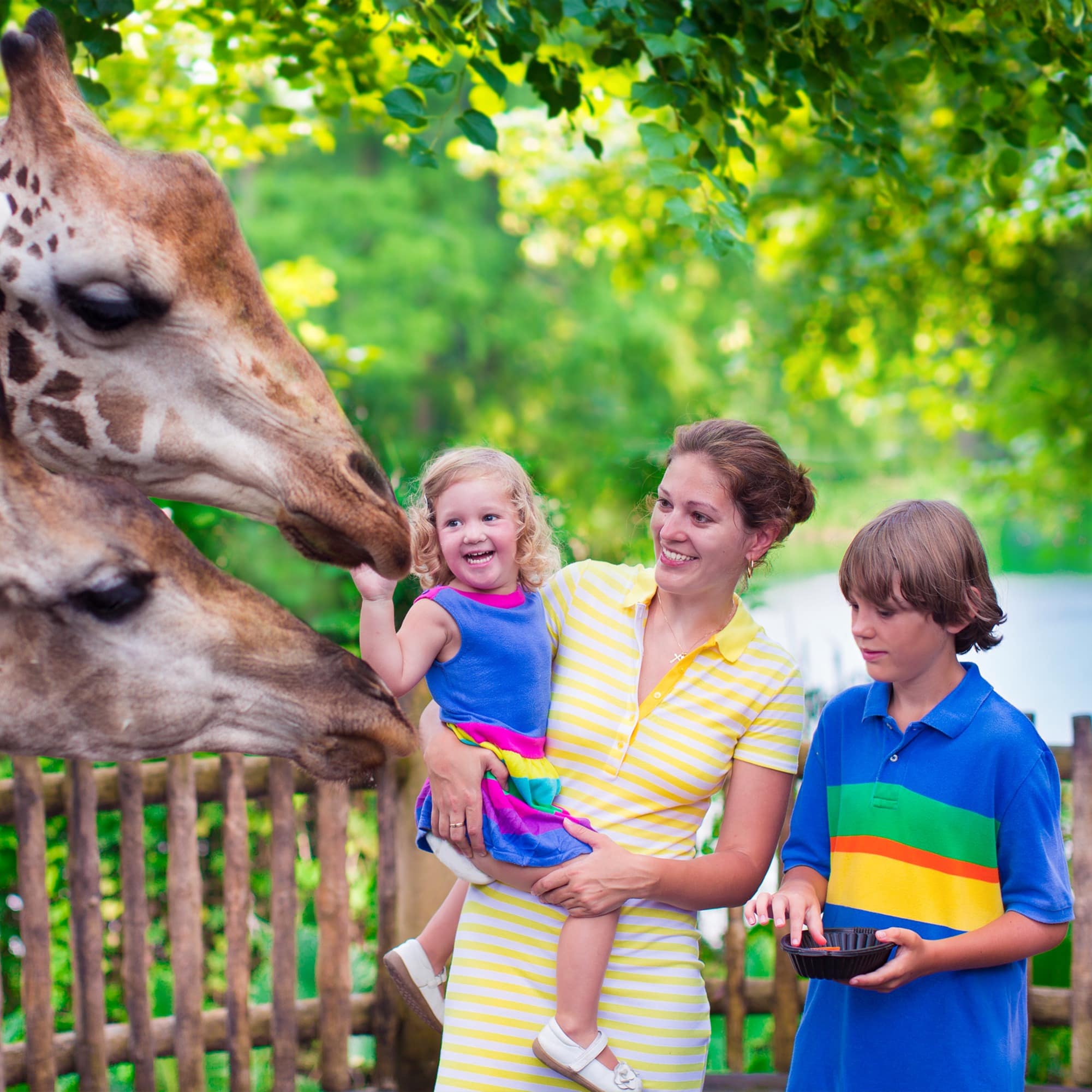 Feeding giraffes at zoo