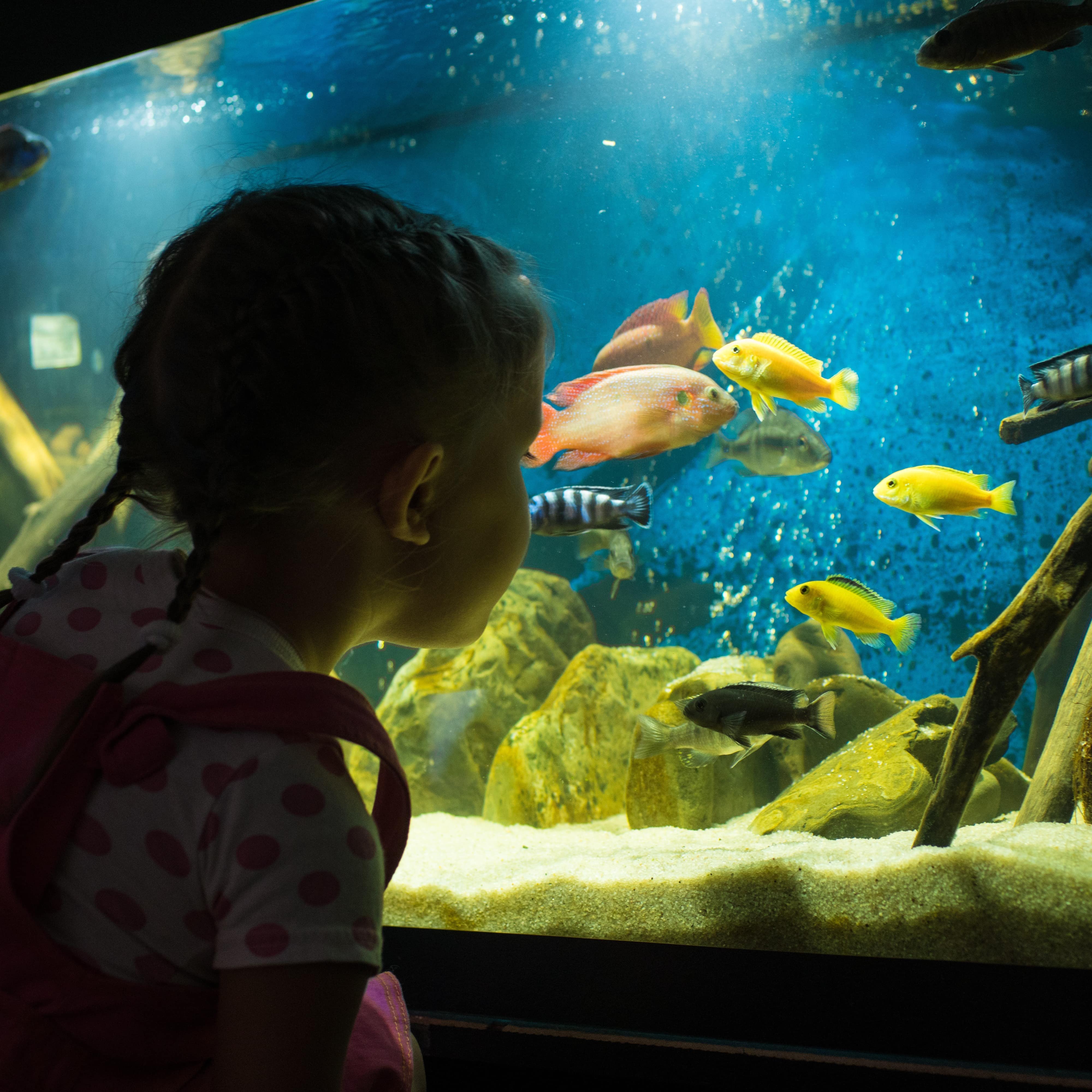 Young girl looks at the fish in a dark the aquarium exhibit
