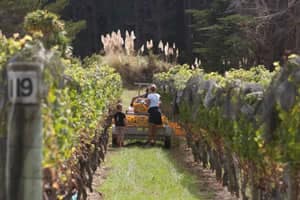 Matakana wine region
