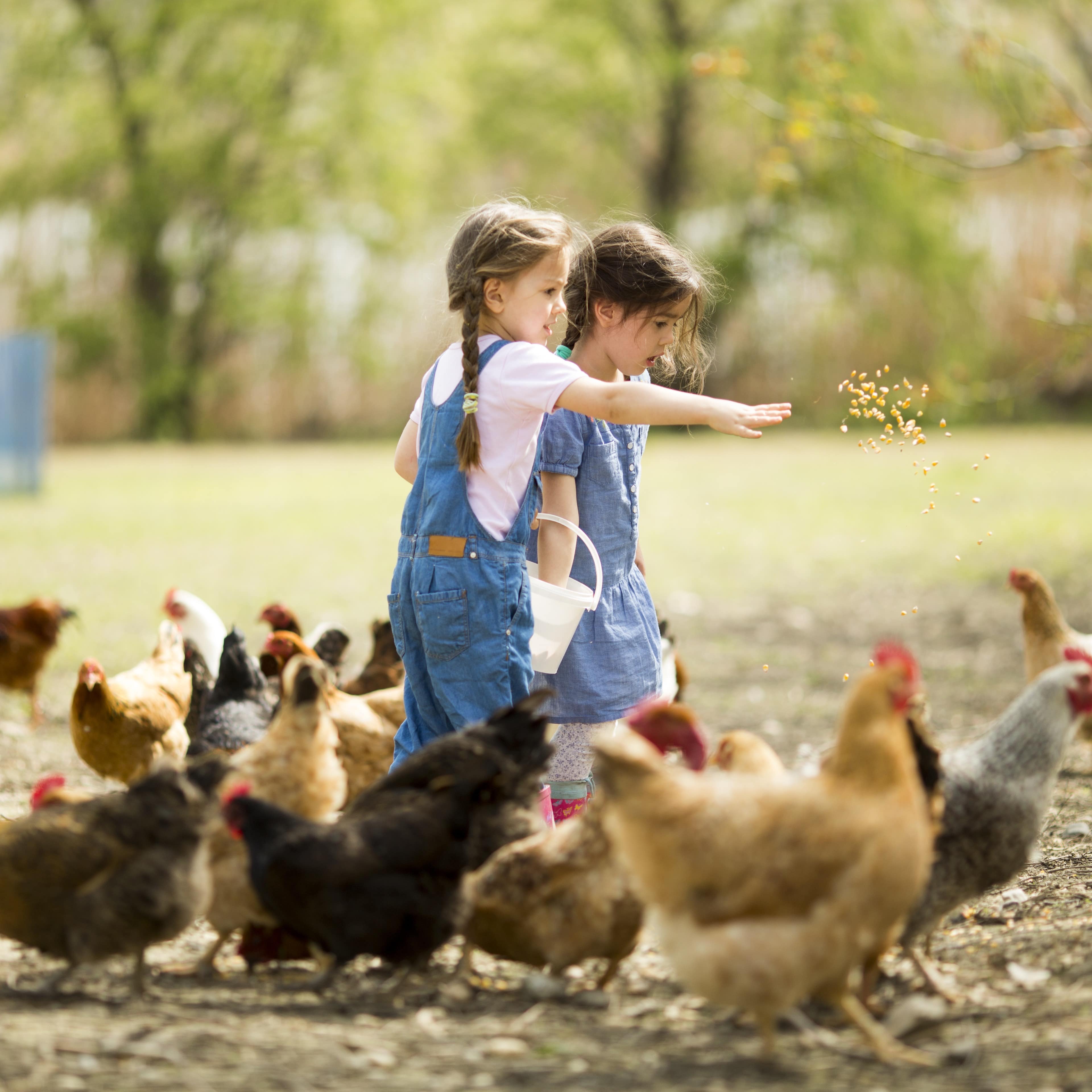 Two little girls feeding chickens