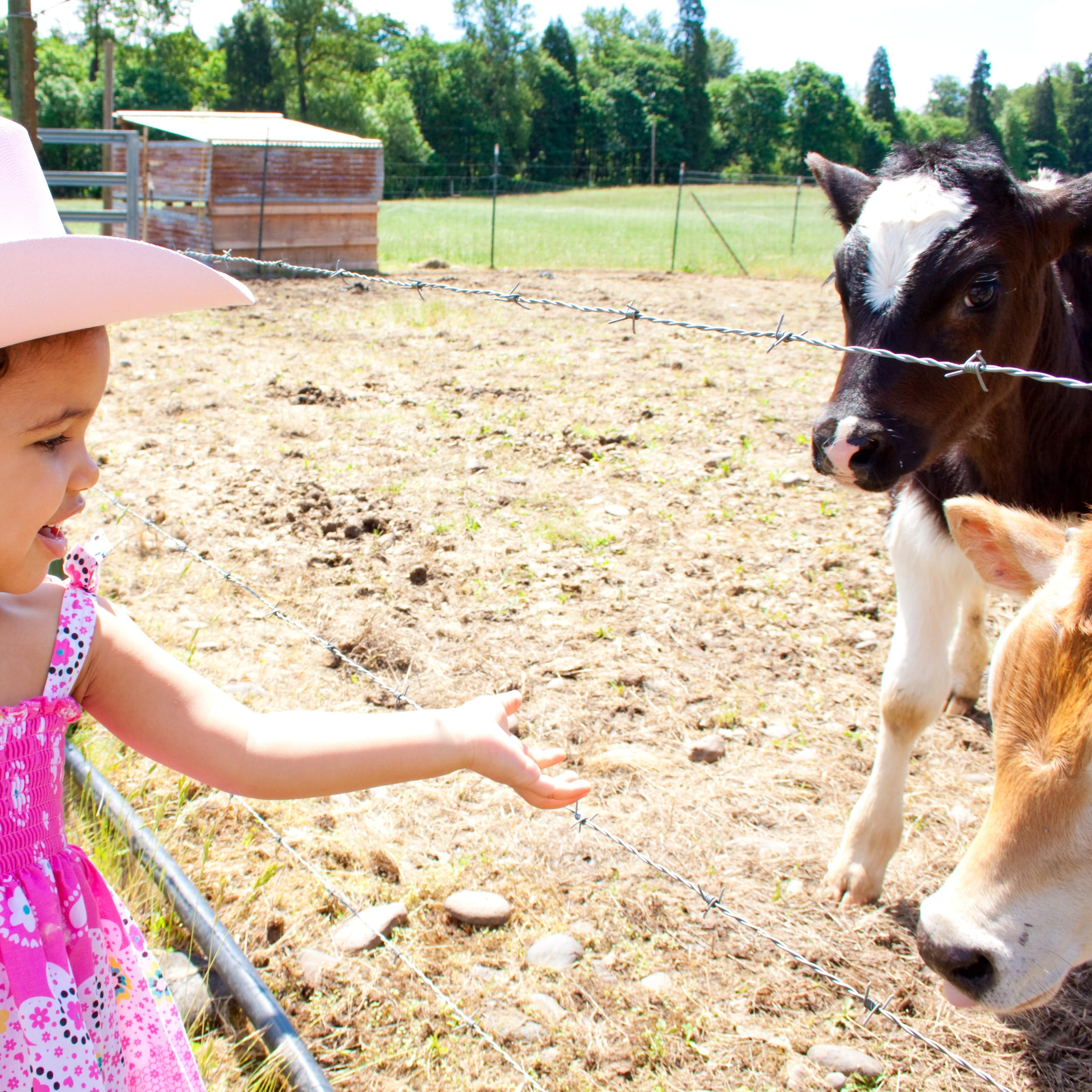 Little girl in pink Western hat with calves