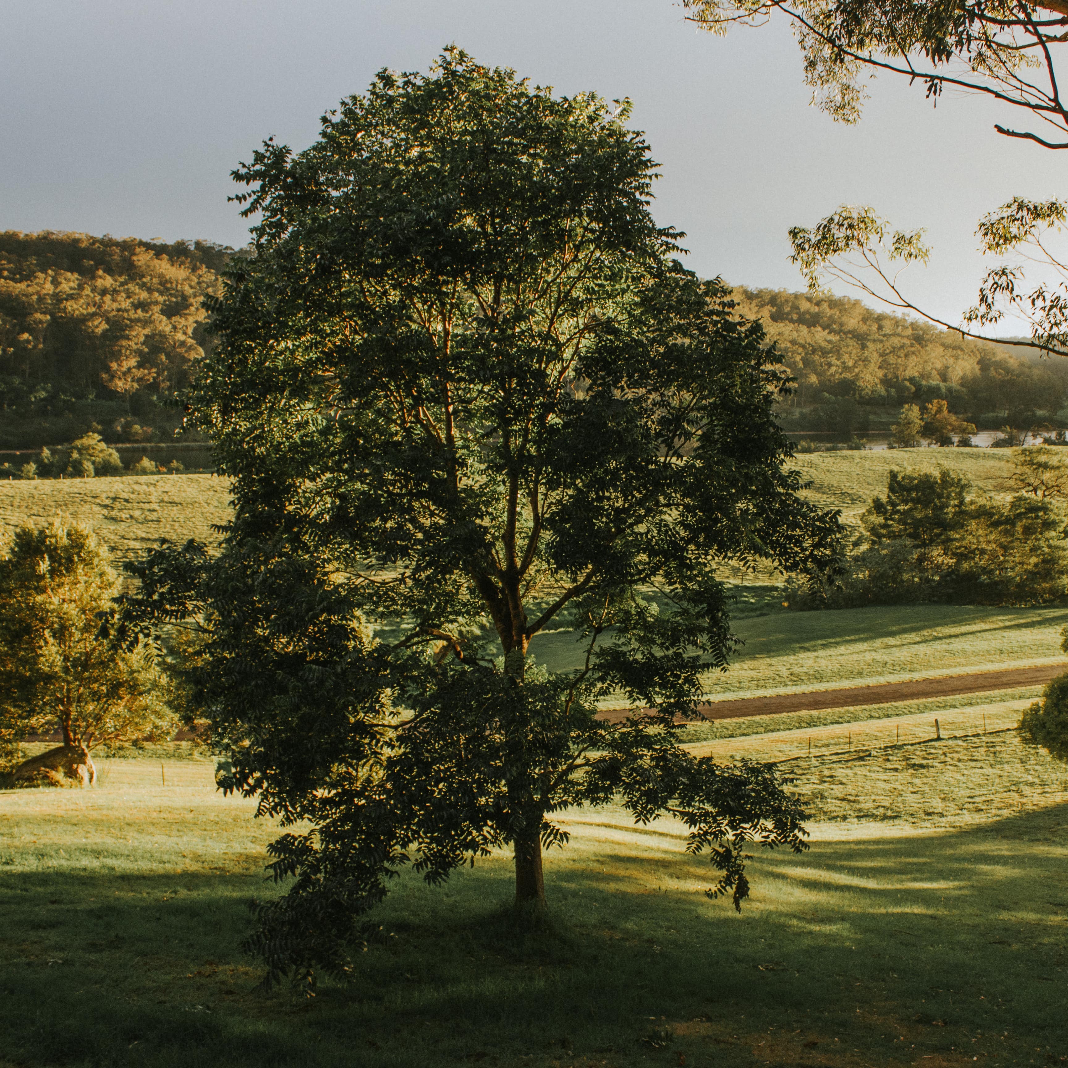 Rolling hills of Sydney farmland with mature trees and a distant lake