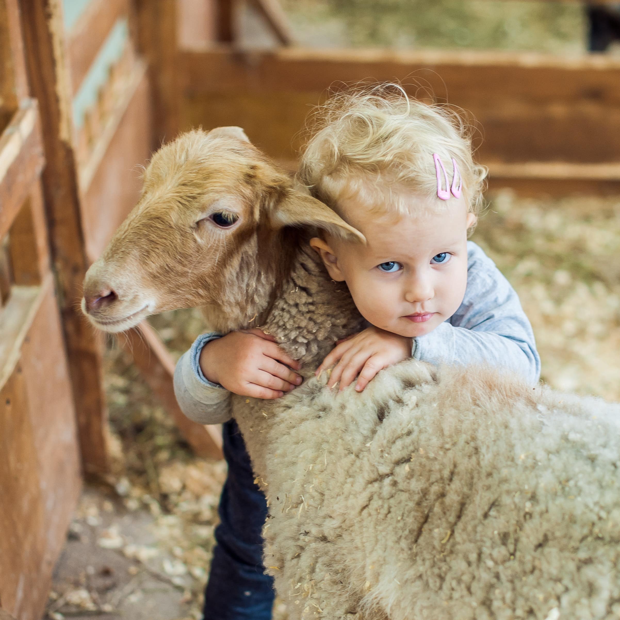 Toddler girl hugging lamb