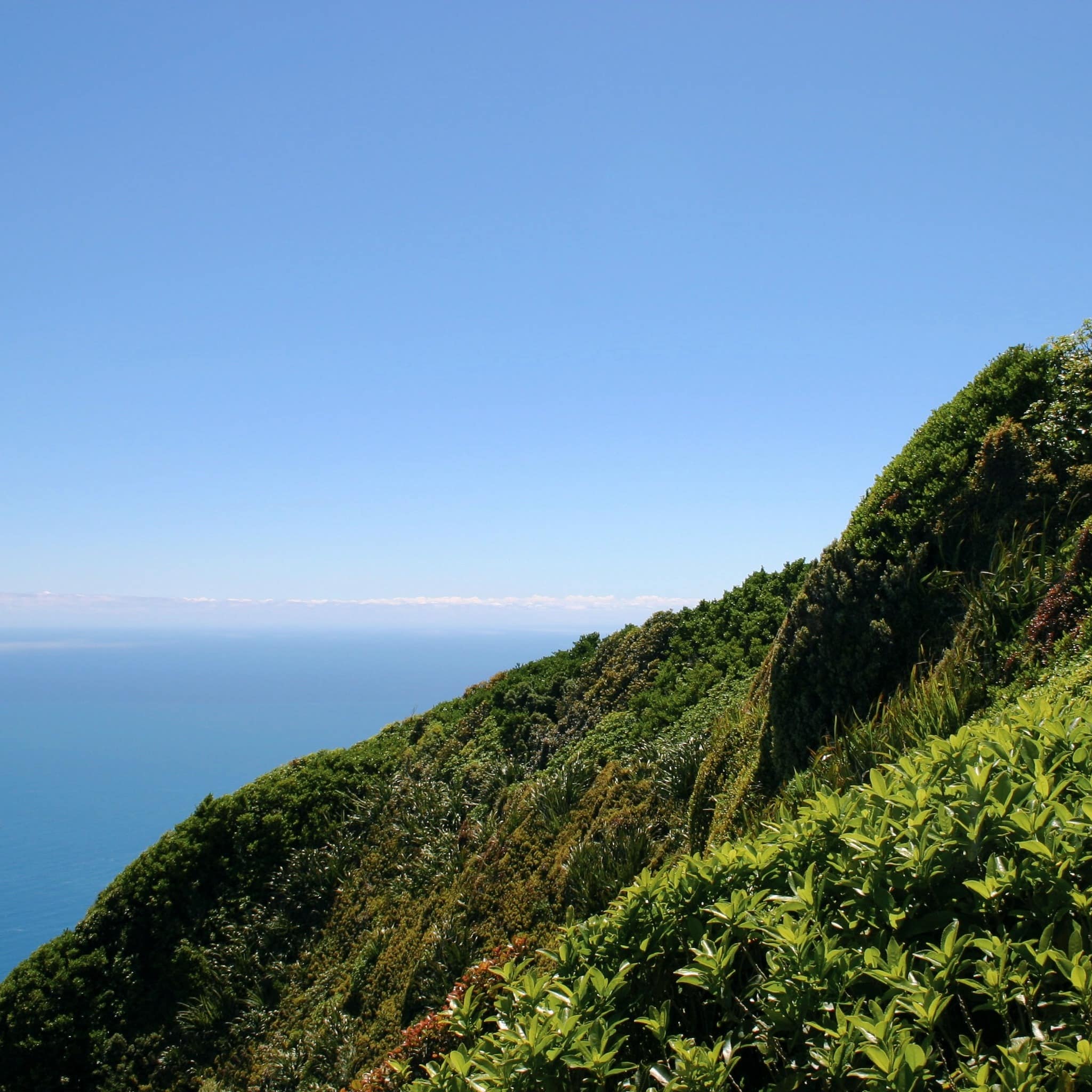 Lush green side of an island overlooking blue waters
