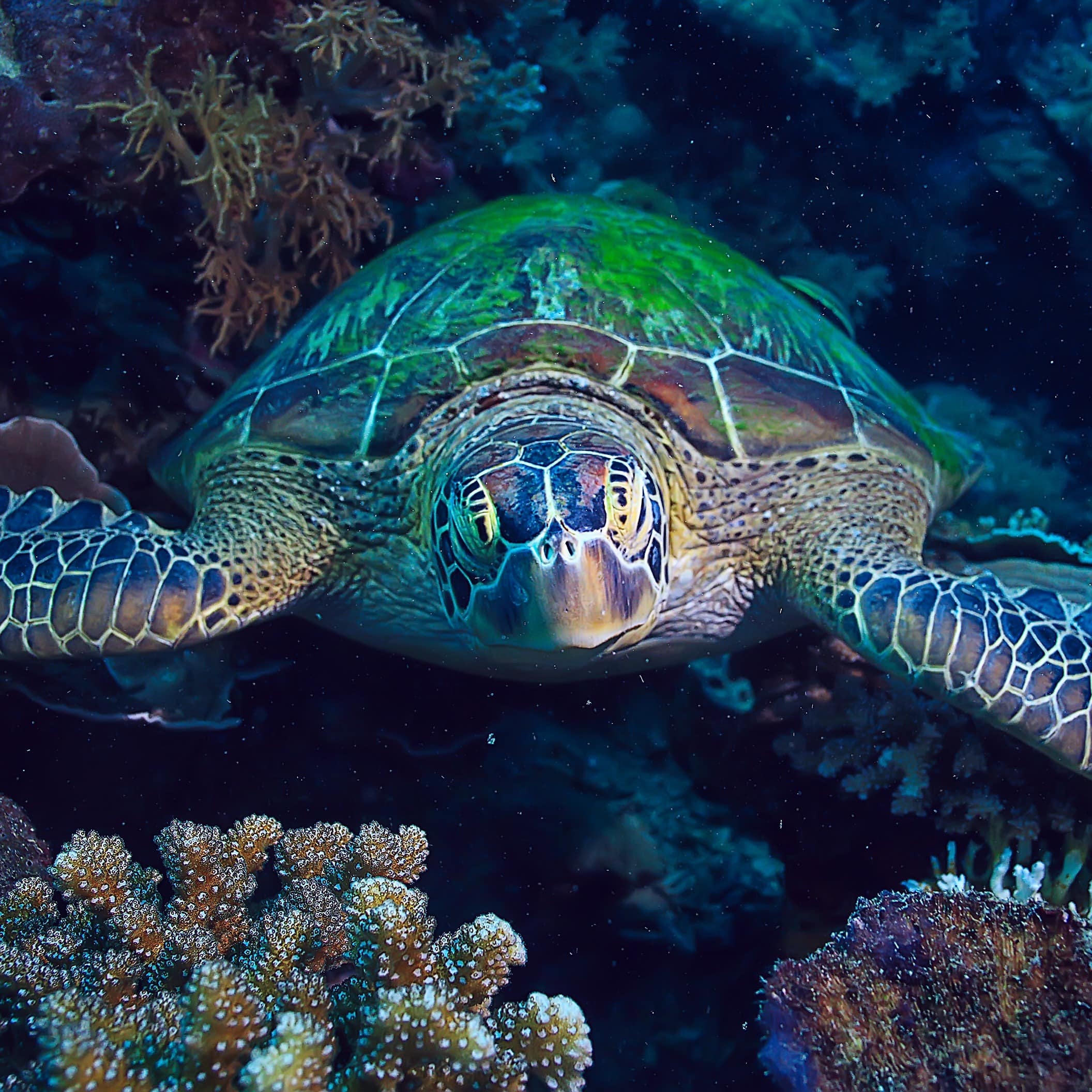 Green coloured sea turtle in coral reef underwater
