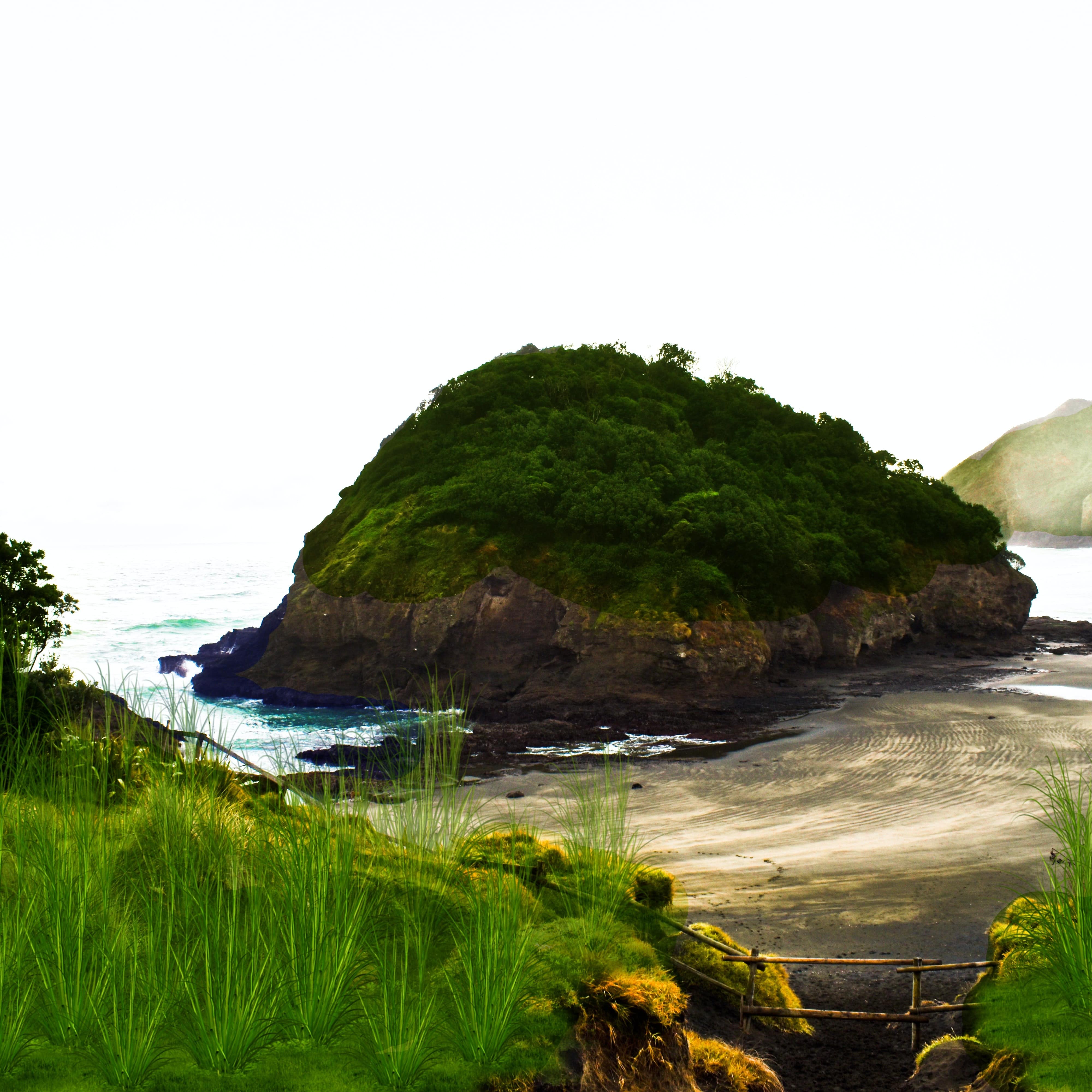 Grassy field near the waters of Whatipu Beach