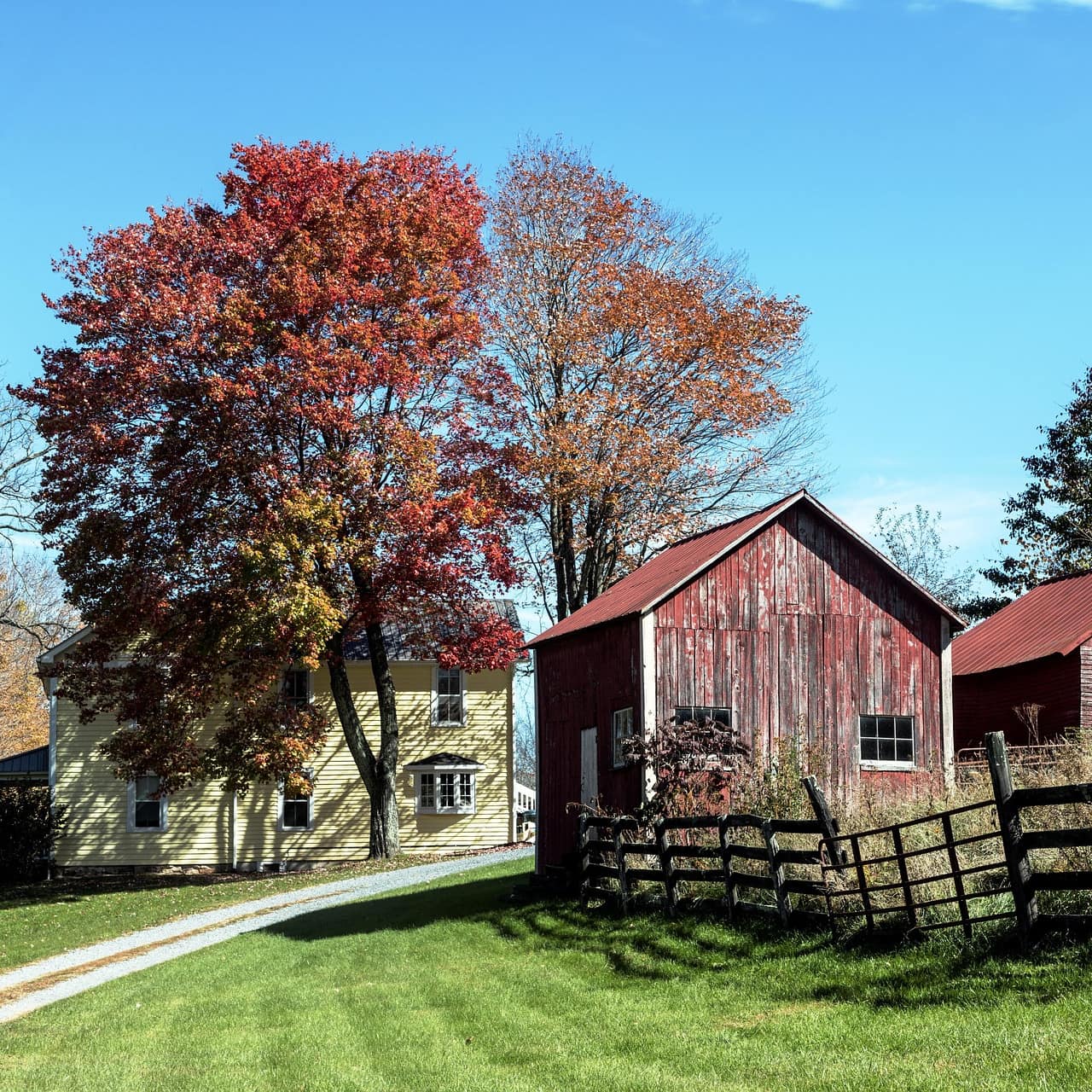 Yellow 2-storey farmhouse with country lane, two red barns with wood fence and gate and trees with autumn leaves