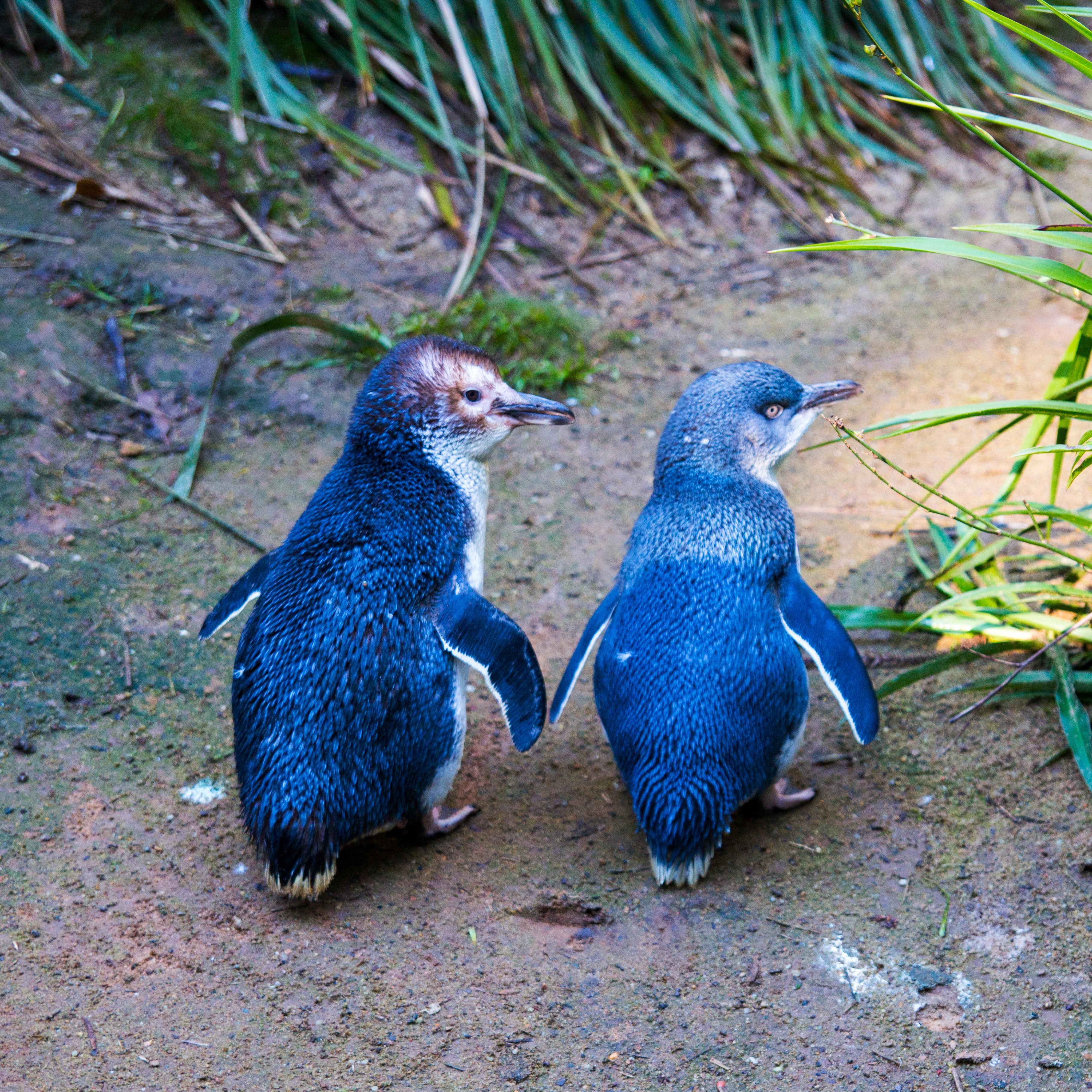 Couple of two little penguins, known as blue little penguin, korora or fairy penguin, walking together on the ground on Phillip Island