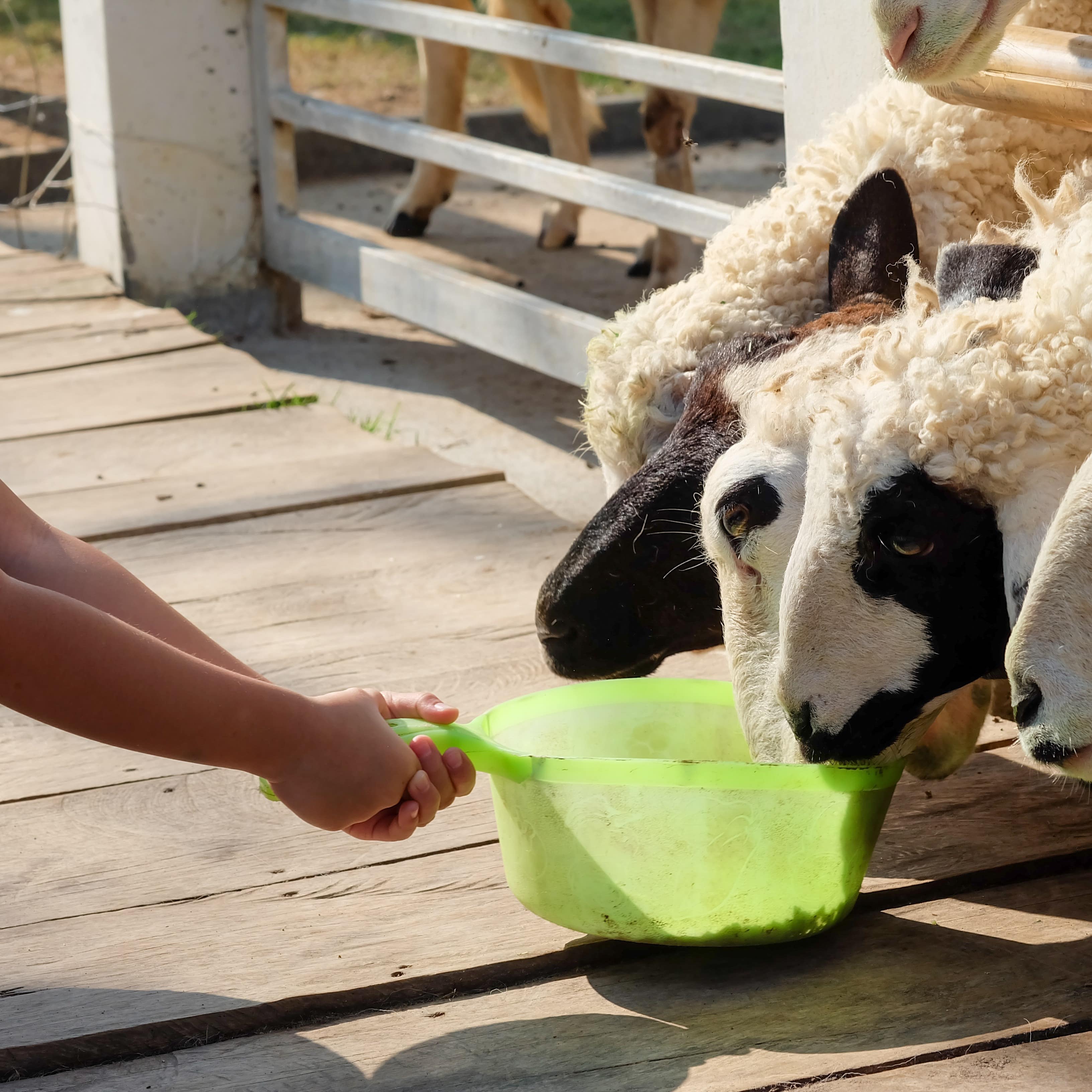 Child feeding sheep