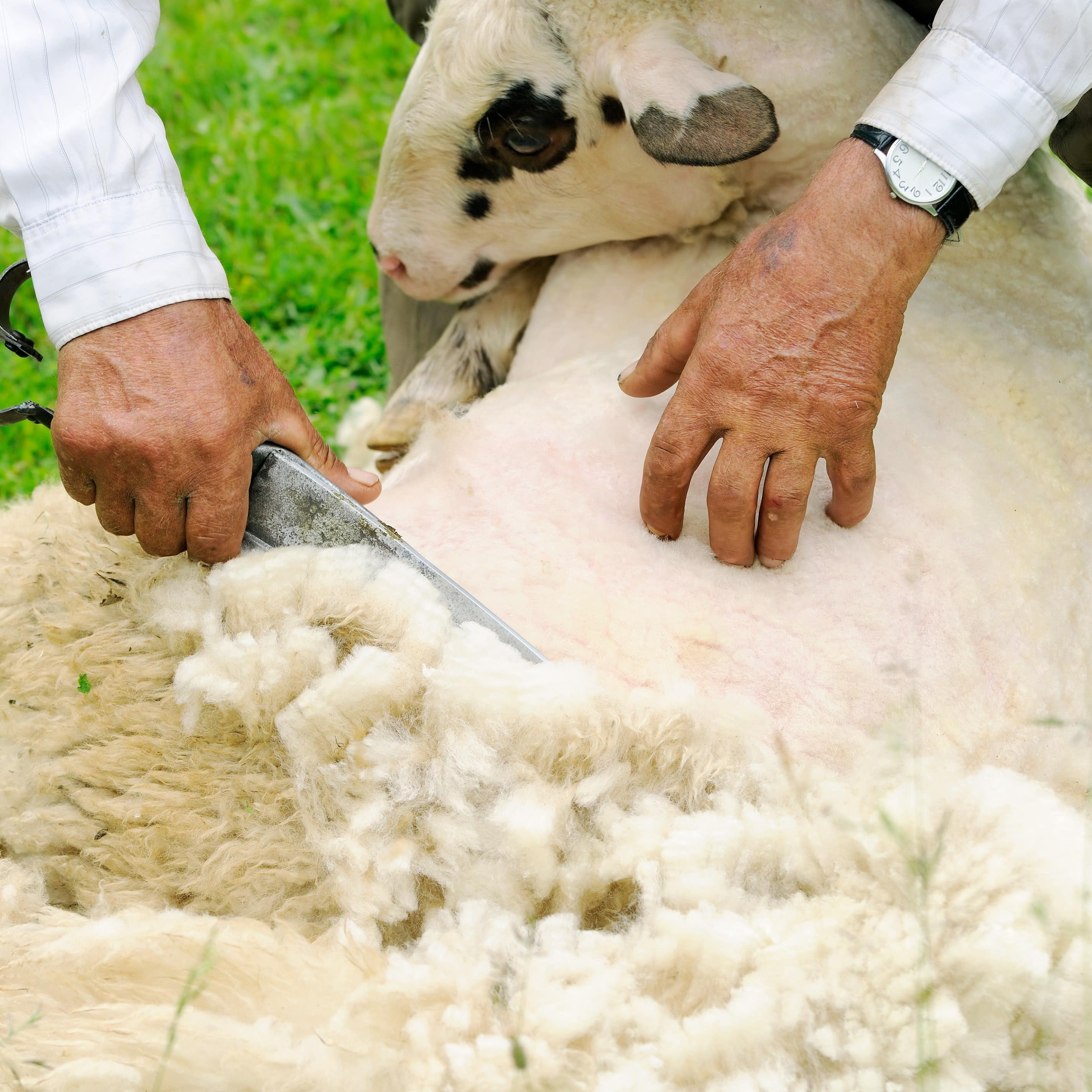 Man’s hands shearing a calm white sheep
