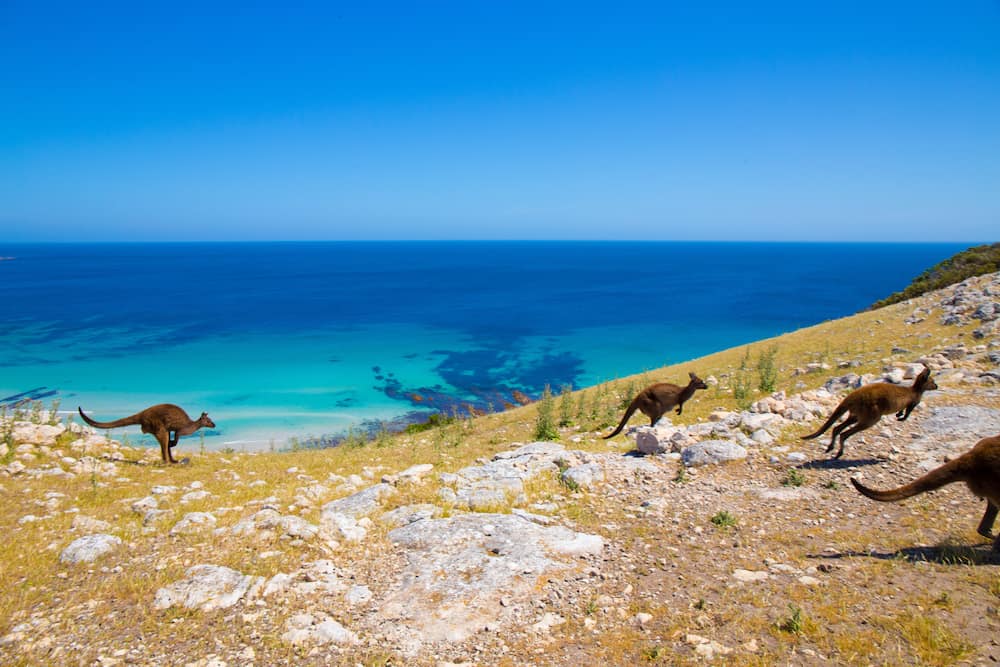 Kangaroos by the ocean on Kangaroo Island, South Australia