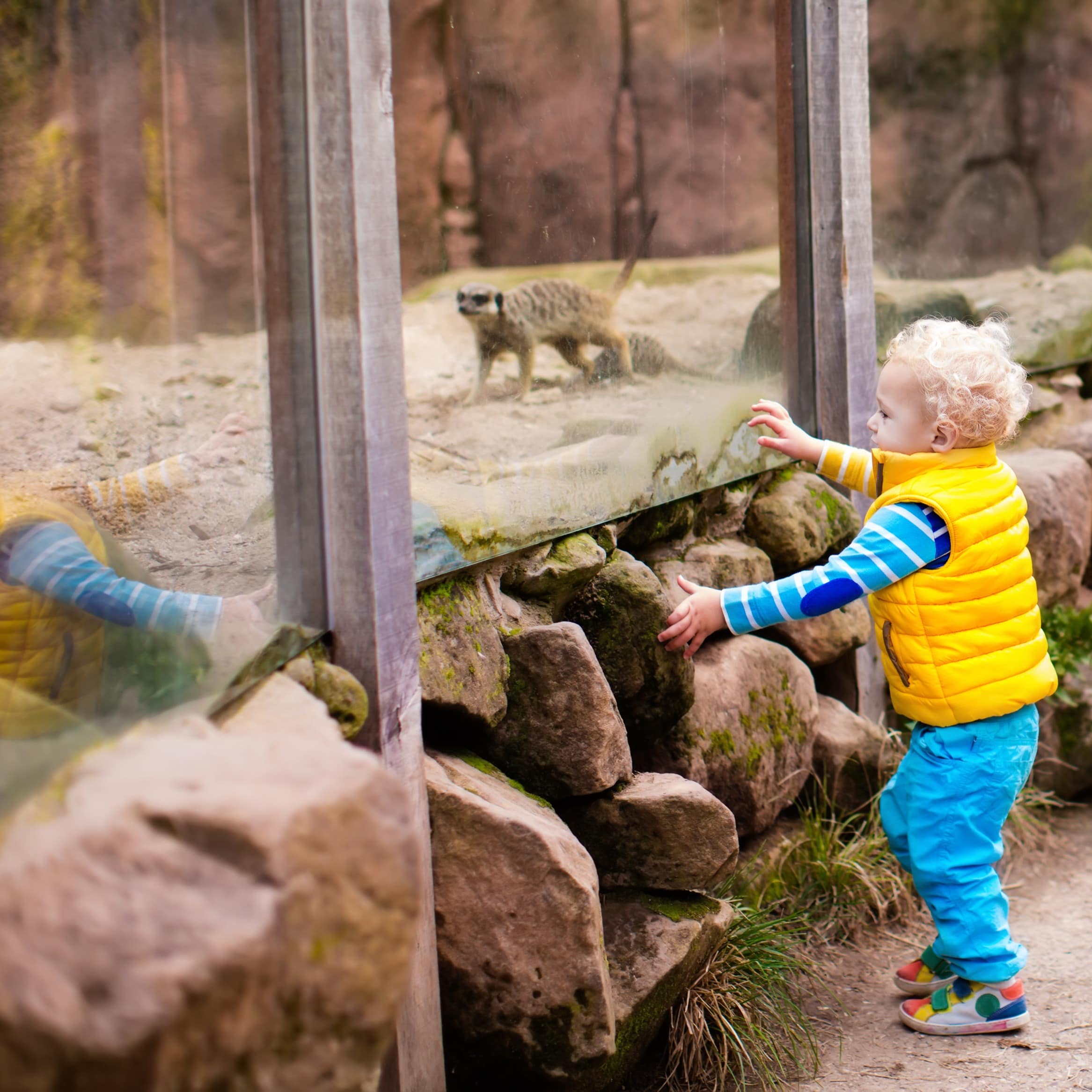 Little boy looking at meerkats
