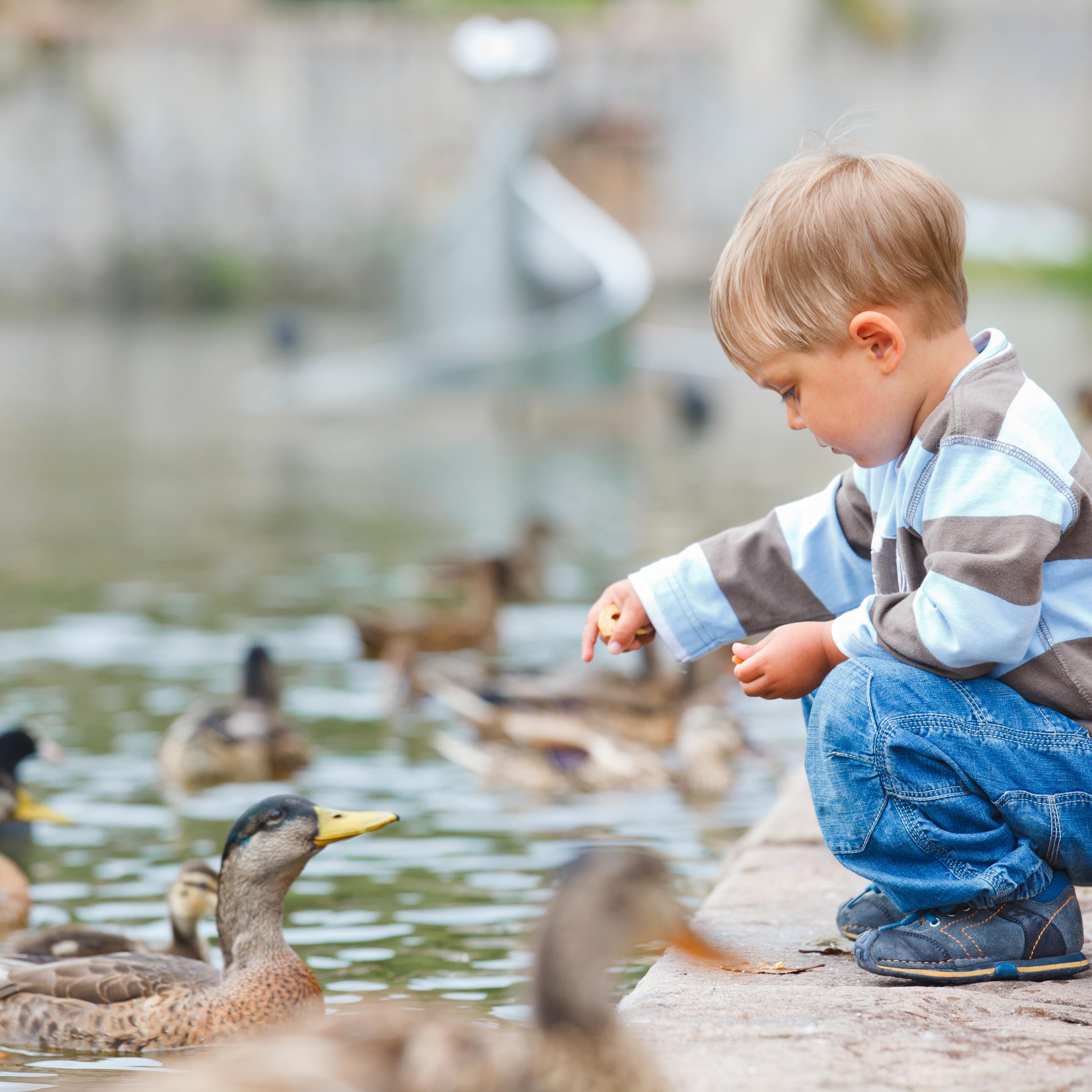 Little boy feeding ducks