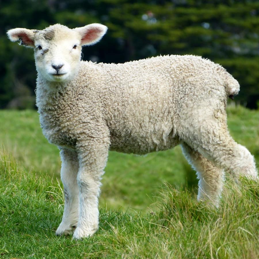 Small sheep at farm house for rent with thick wool, button tail and soft pink ears