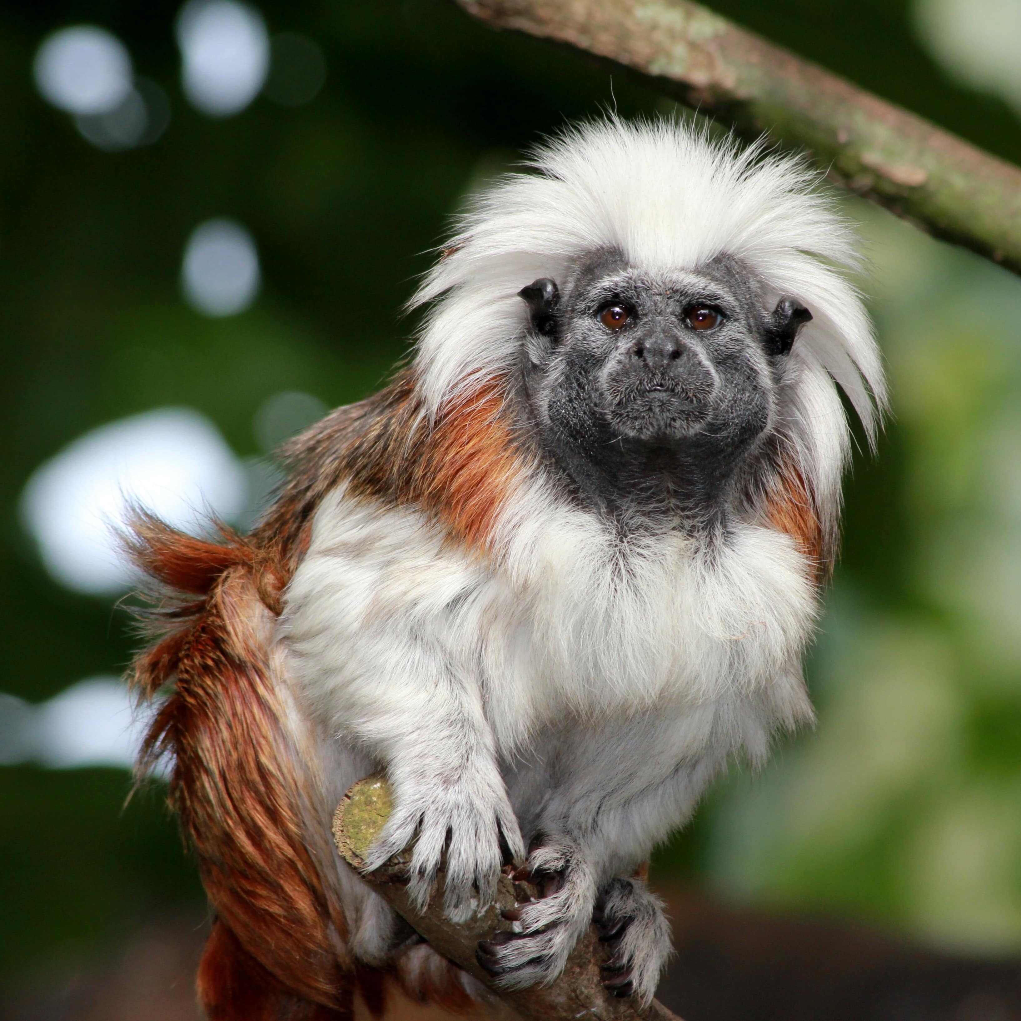 Monkey looking at camera in the Auckland Zoo