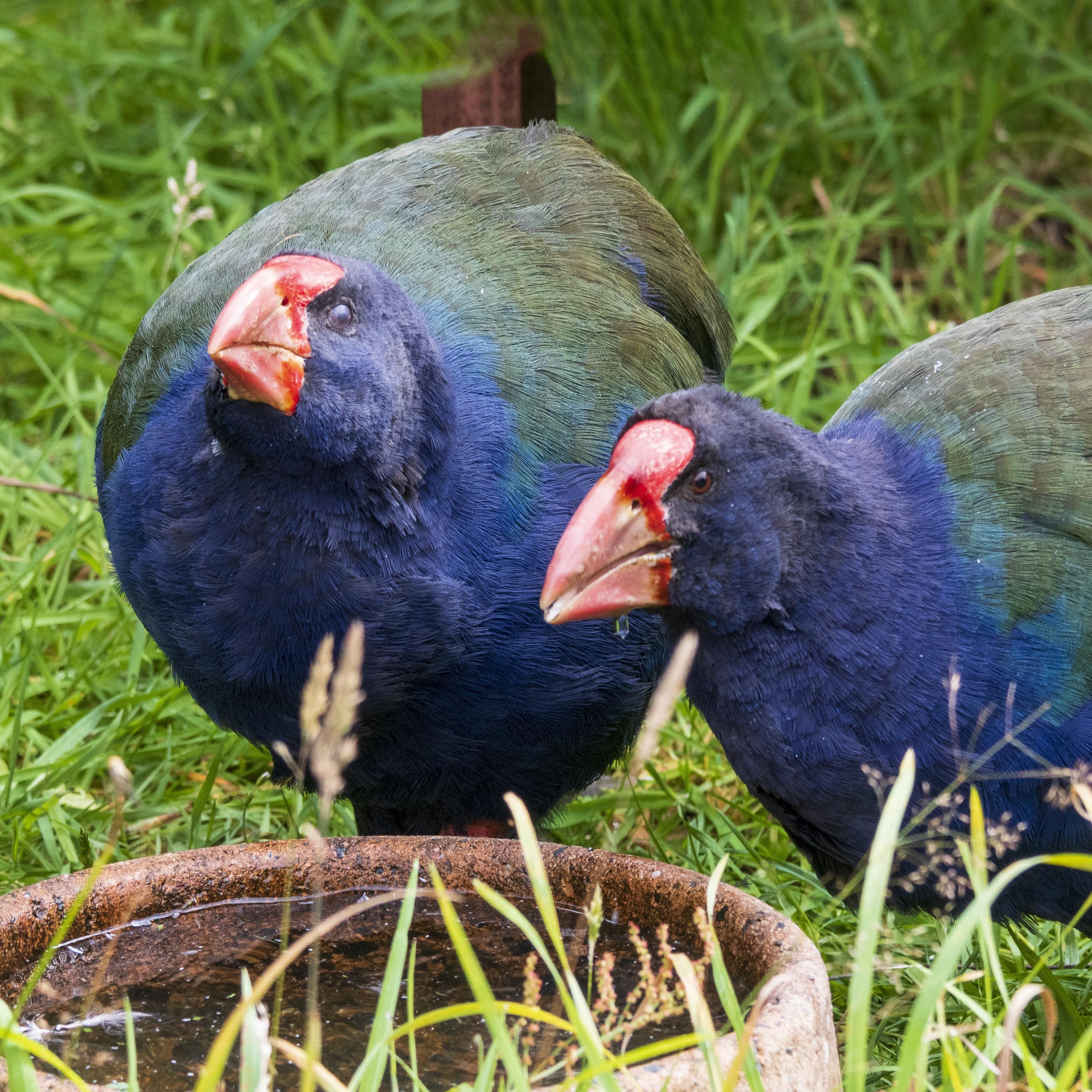 Takahe eating at a feeding station in New Zealand