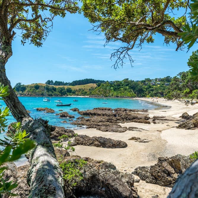 The shores of Palm Beach with boats in the water viewed through tree branches